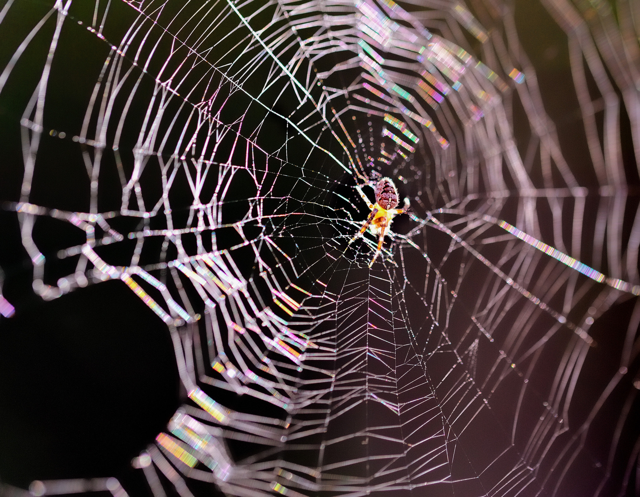 Wasp Spider