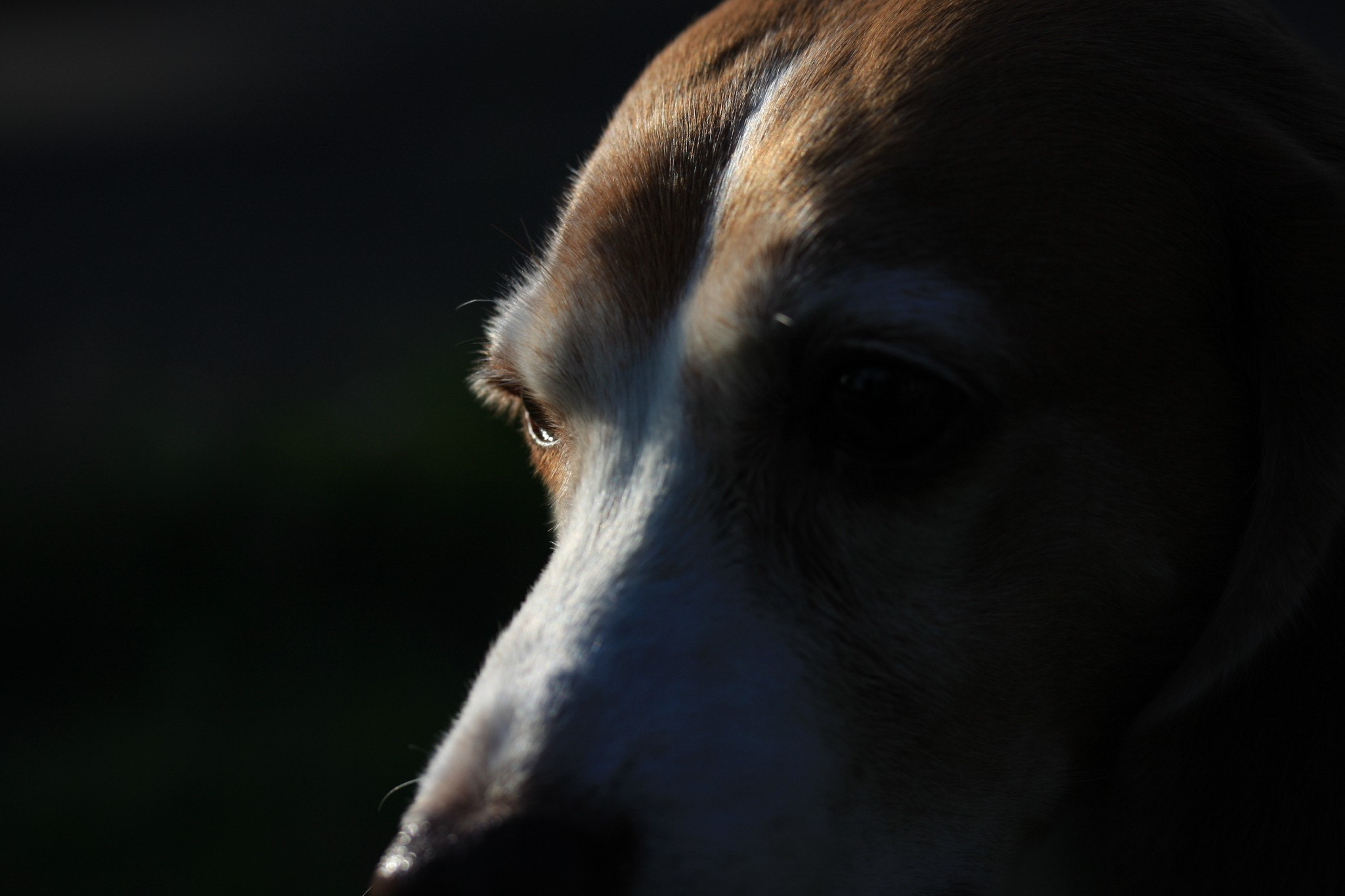 Canon EOS 40D sample photo. Beagle photography