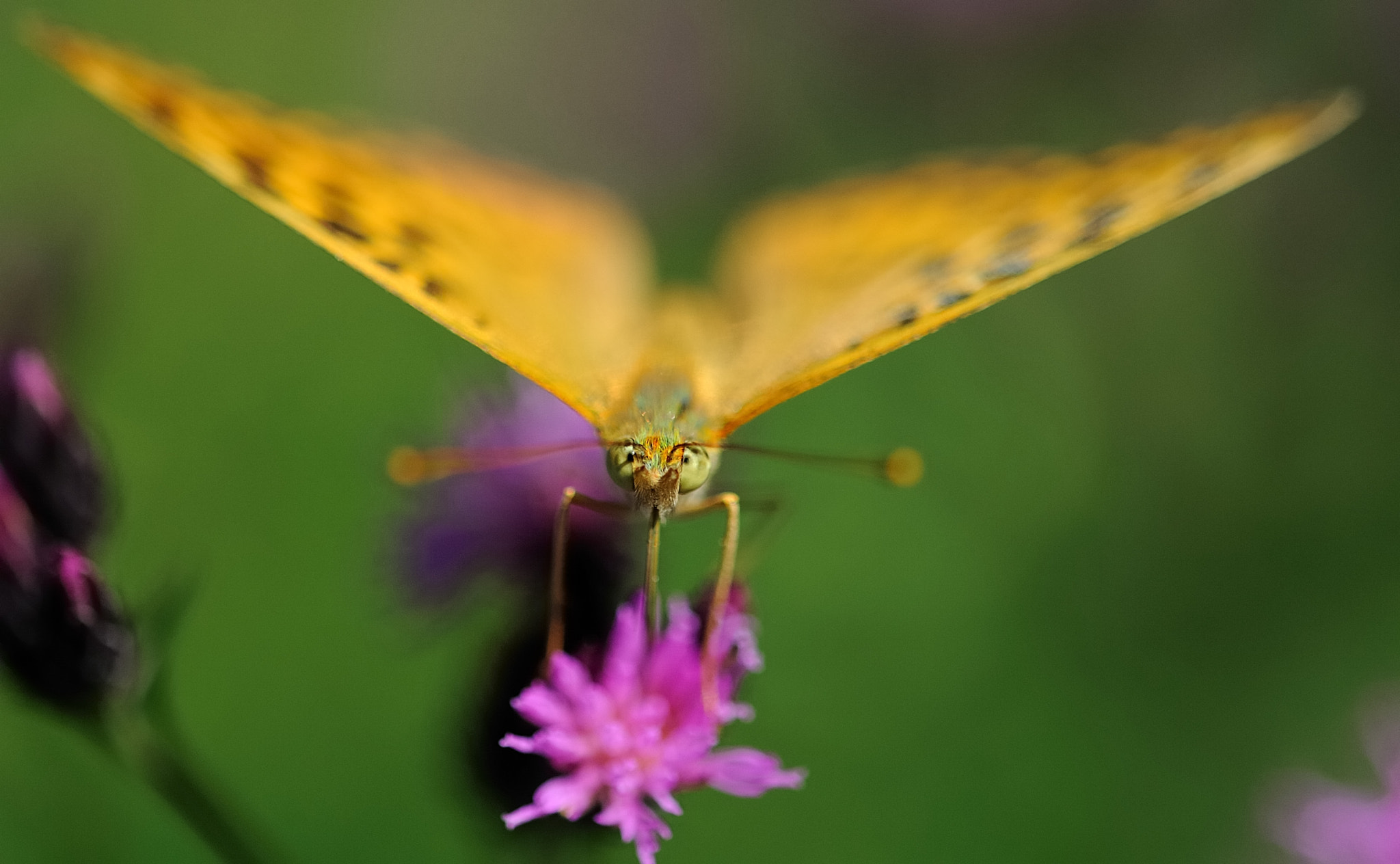 Sigma 105mm F2.8 EX DG OS HSM sample photo. Butterfly photography