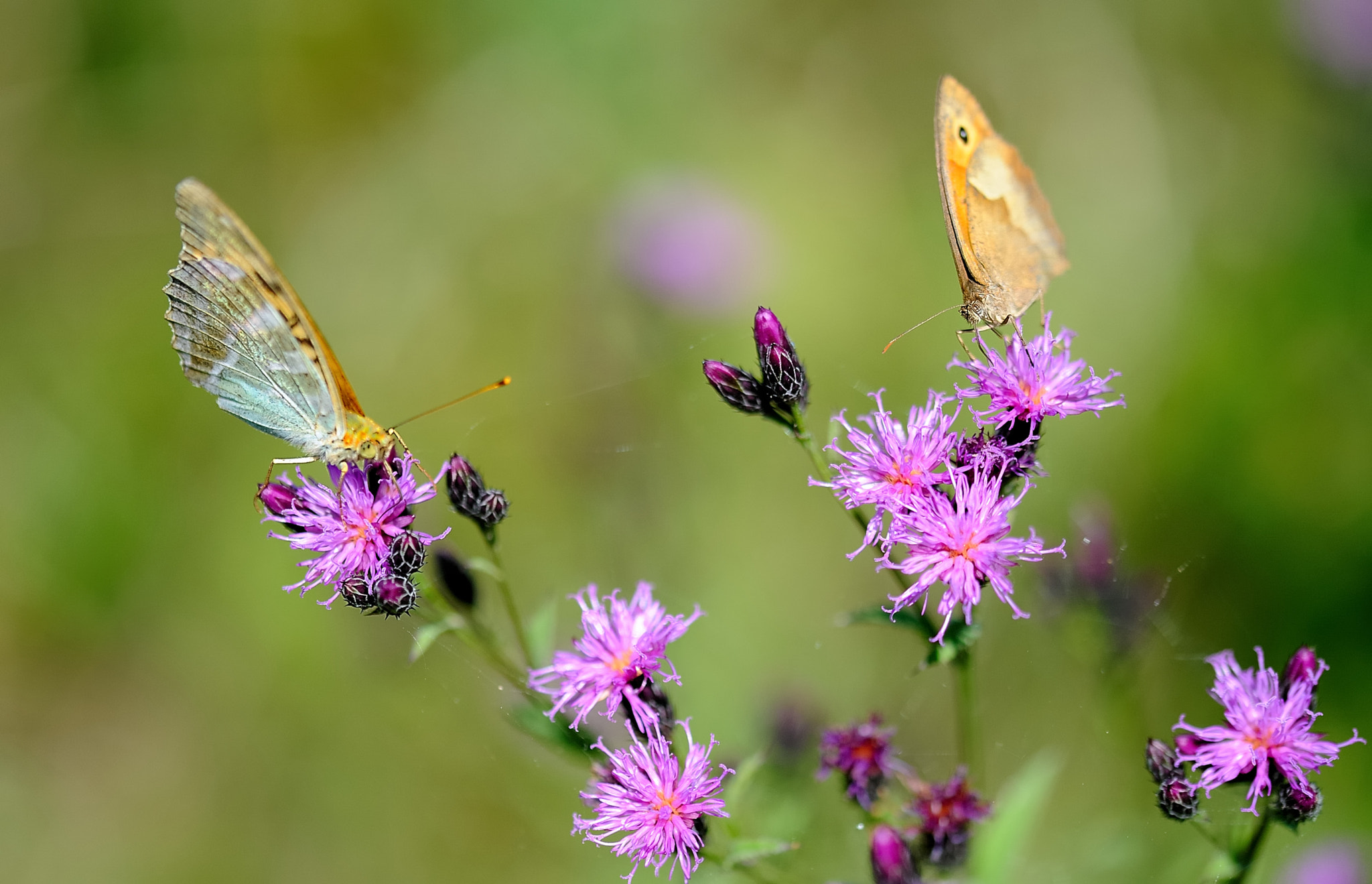 Sigma 105mm F2.8 EX DG OS HSM sample photo. Butterflies photography