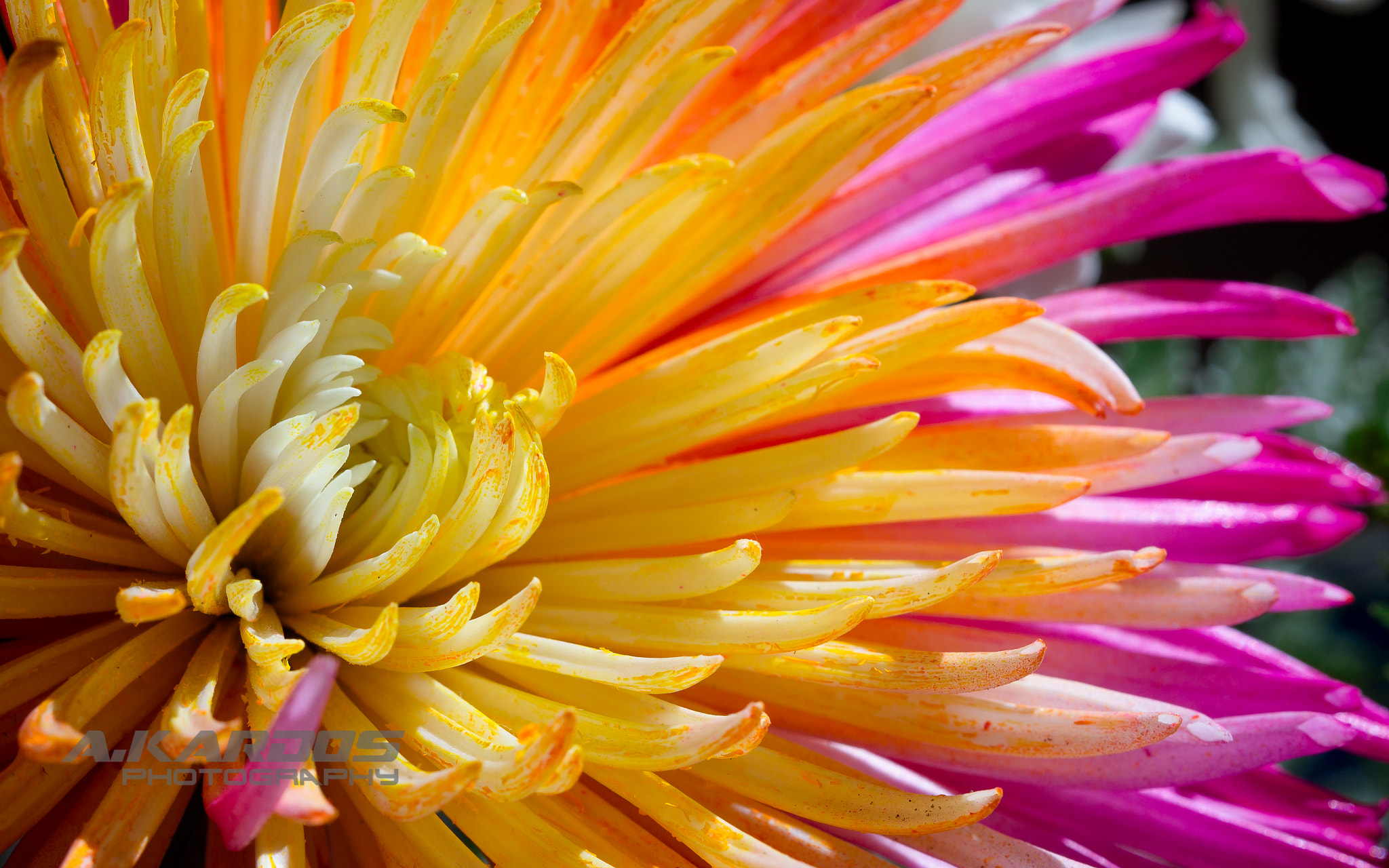 Canon EF 100mm F2.8 Macro USM sample photo. Anastasia flower (2016) photography