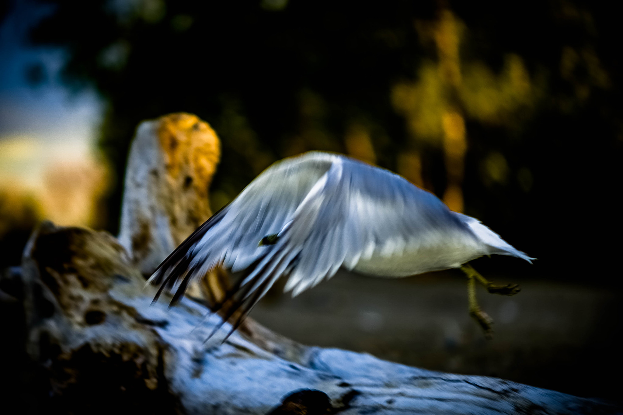 Sigma 50-150mm F2.8 EX APO DC HSM II sample photo. Bird photography