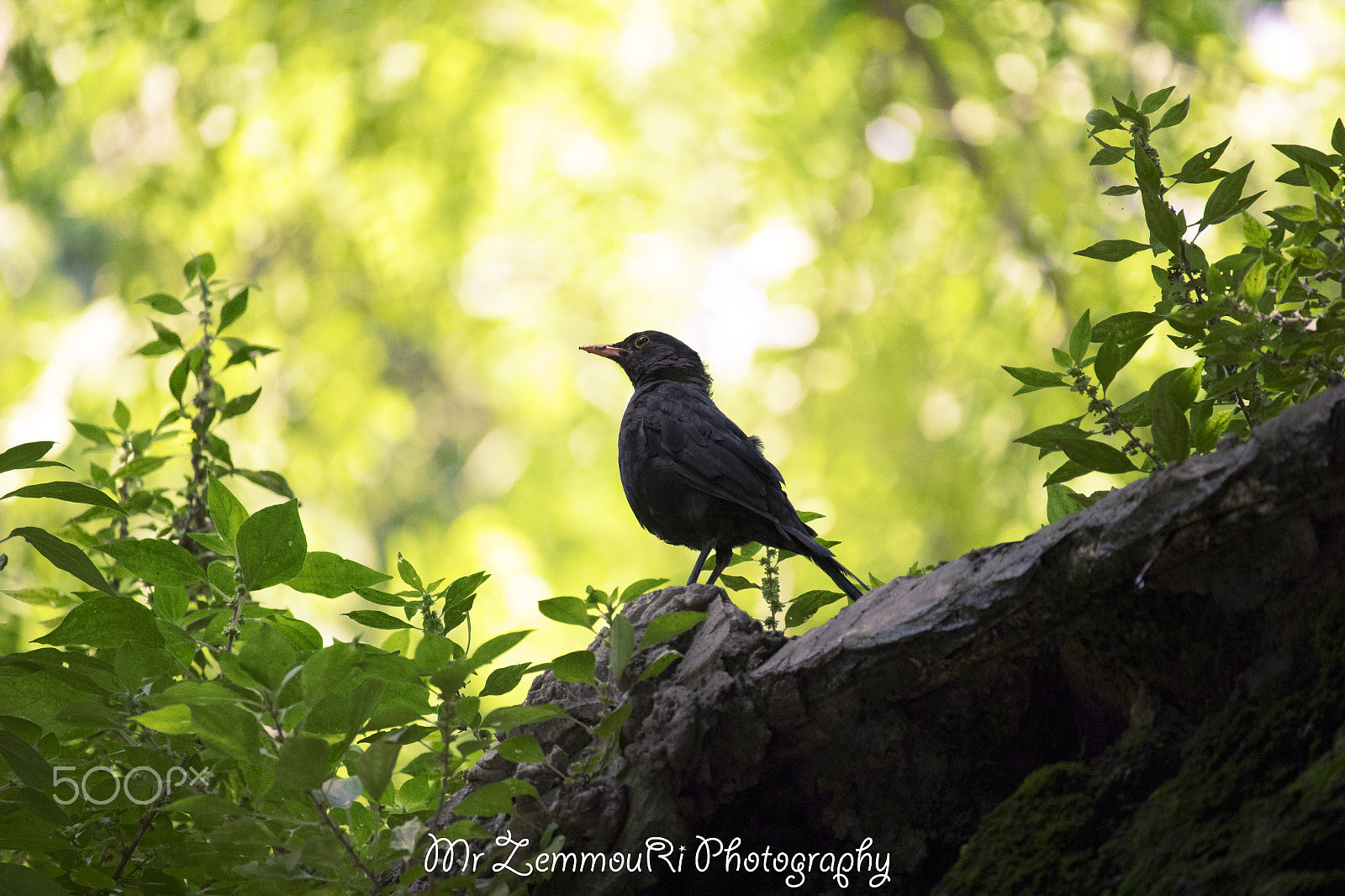 Canon EF-S 55-250mm F4-5.6 IS STM sample photo. Eurasian blackbird photography