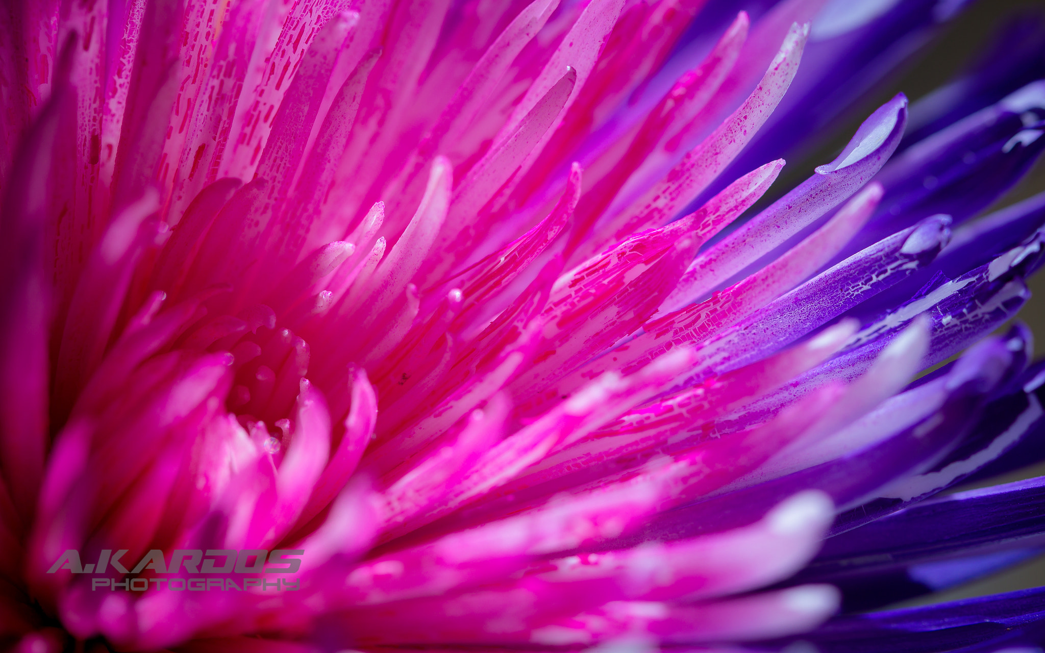 Canon EF 100mm F2.8 Macro USM sample photo. Anastasia flower 2 (2016) photography