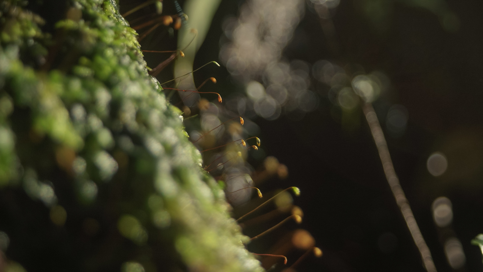 Sony a7S II sample photo. Moss sprouts photography