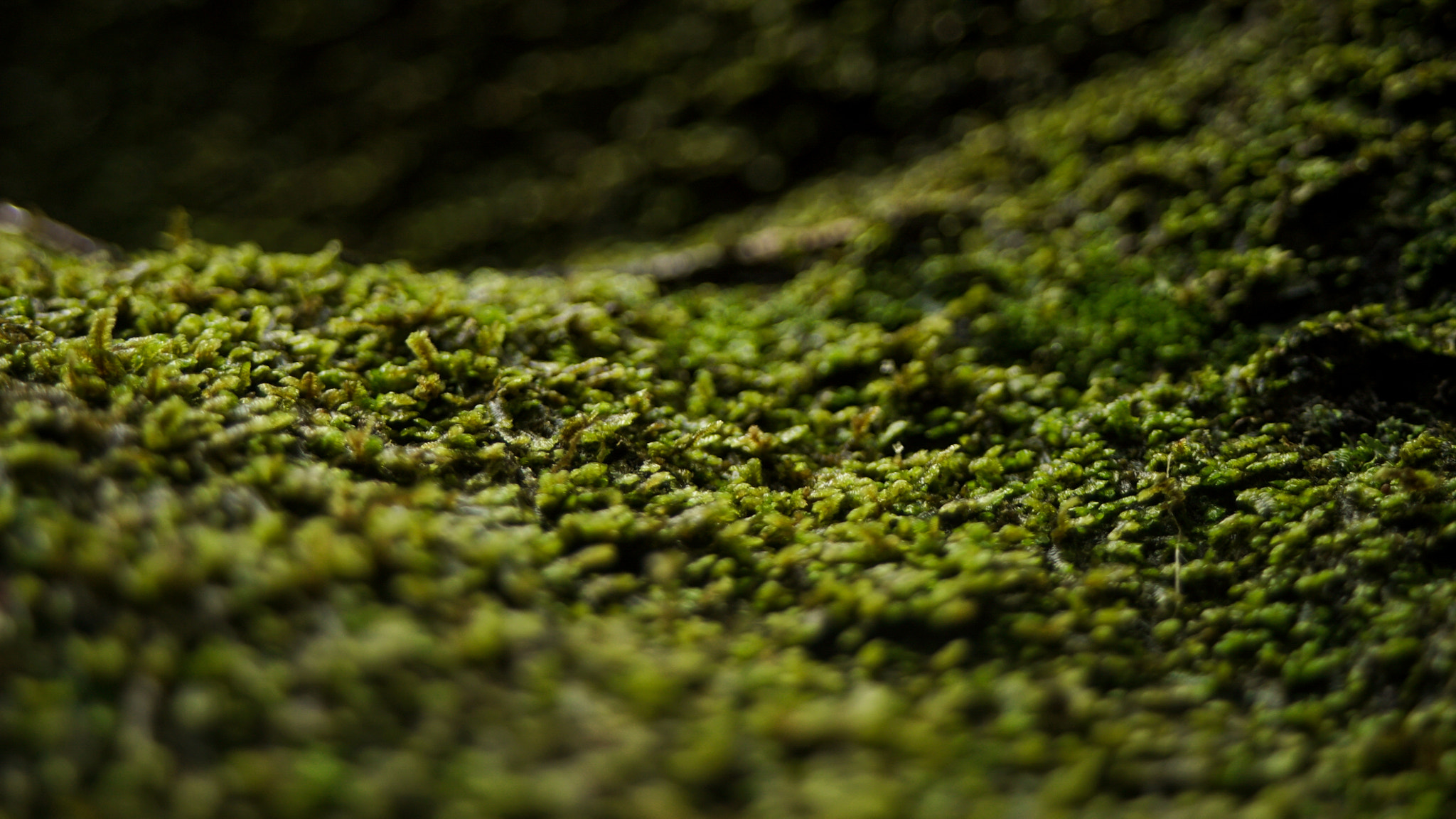 Sony a7S II sample photo. Moss carpet photography