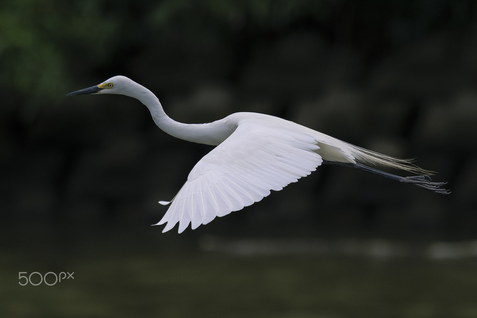 Nikon AF-S Nikkor 400mm F2.8G ED VR II sample photo. Sagi photography