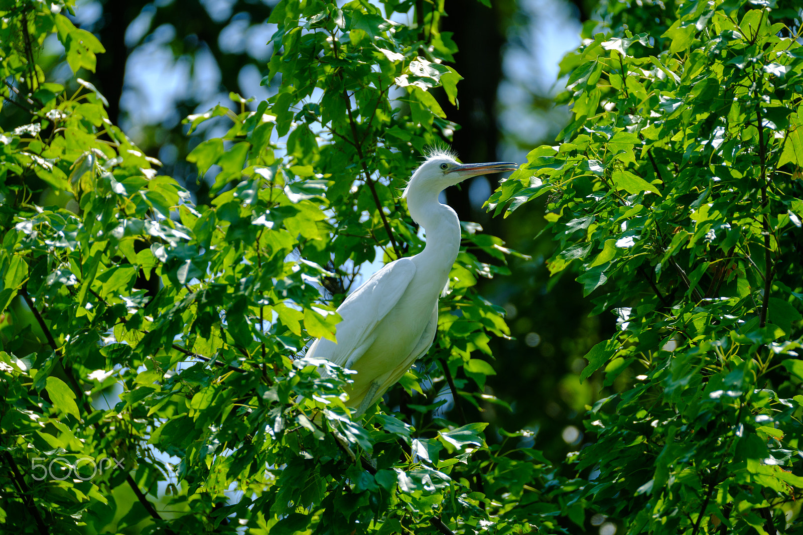 Fujifilm XF 100-400mm F4.5-5.6 R LM OIS WR sample photo. Egret on green photography