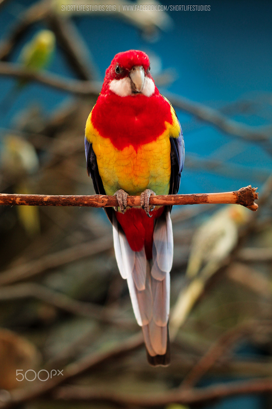 Canon EOS 1100D (EOS Rebel T3 / EOS Kiss X50) + Canon EF 50mm F1.8 II sample photo. The eastern rosella photography