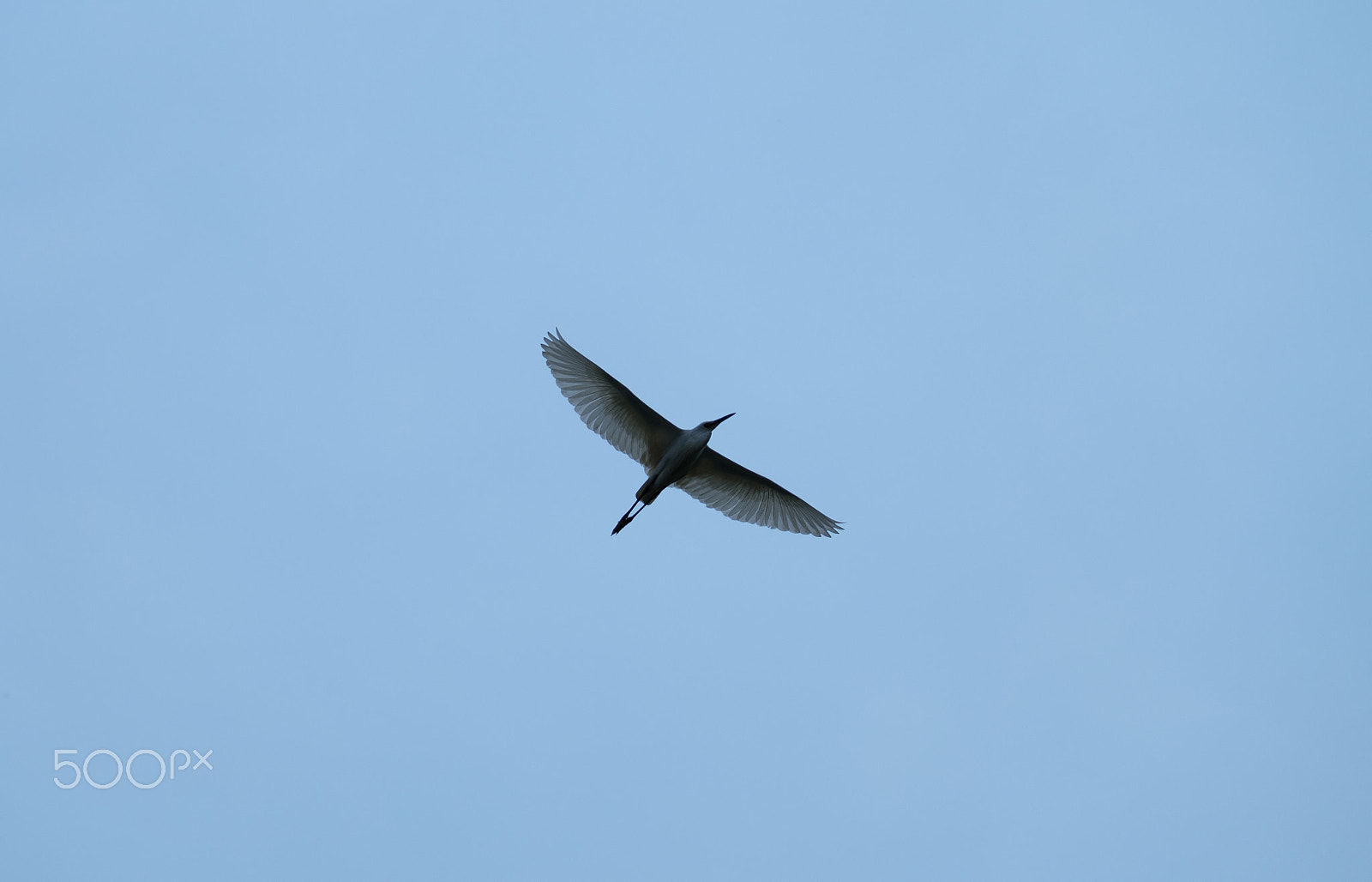 Fujifilm XF 100-400mm F4.5-5.6 R LM OIS WR sample photo. Through feather photography