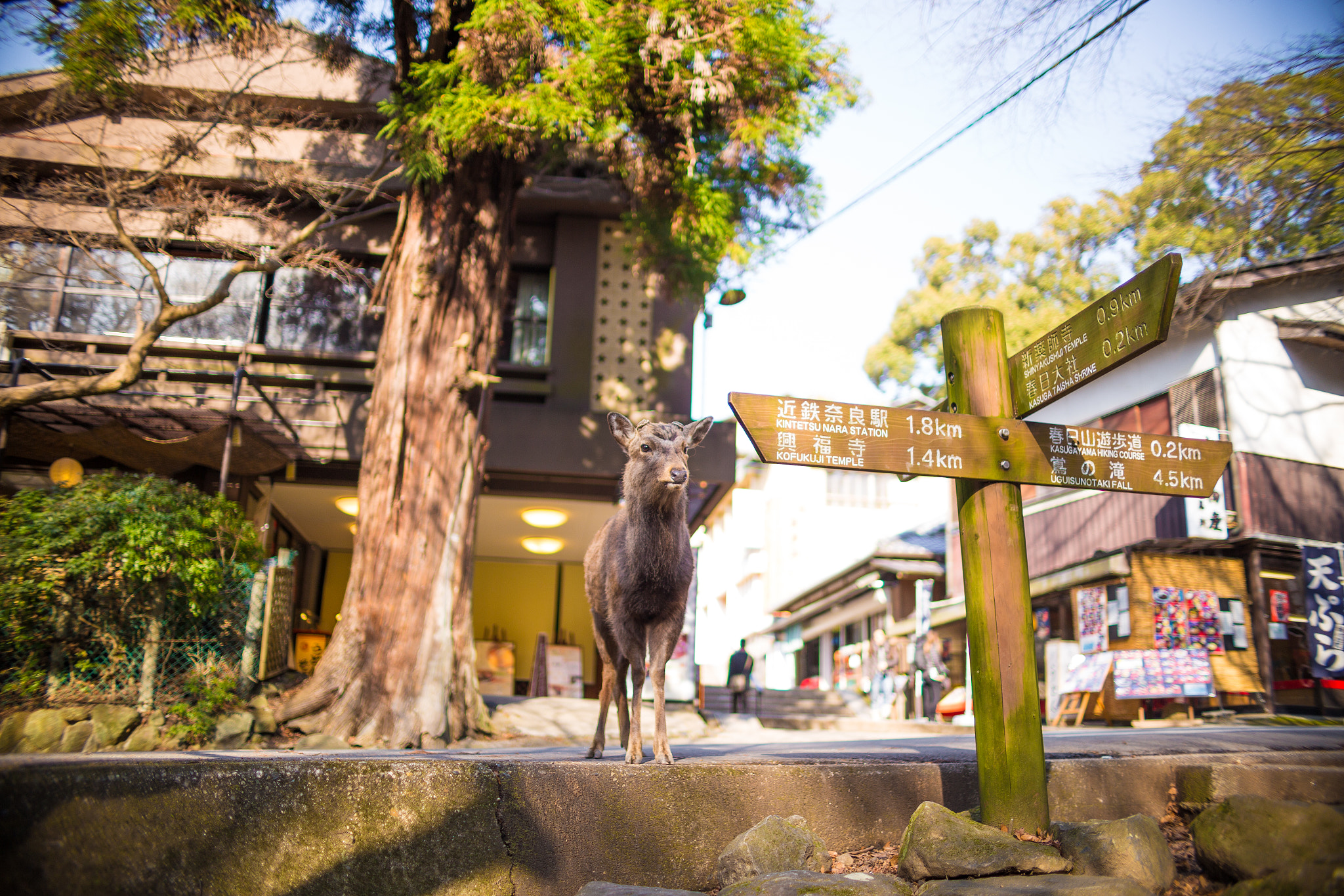 Sigma 30mm F1.4 EX DC HSM sample photo. Nara photography