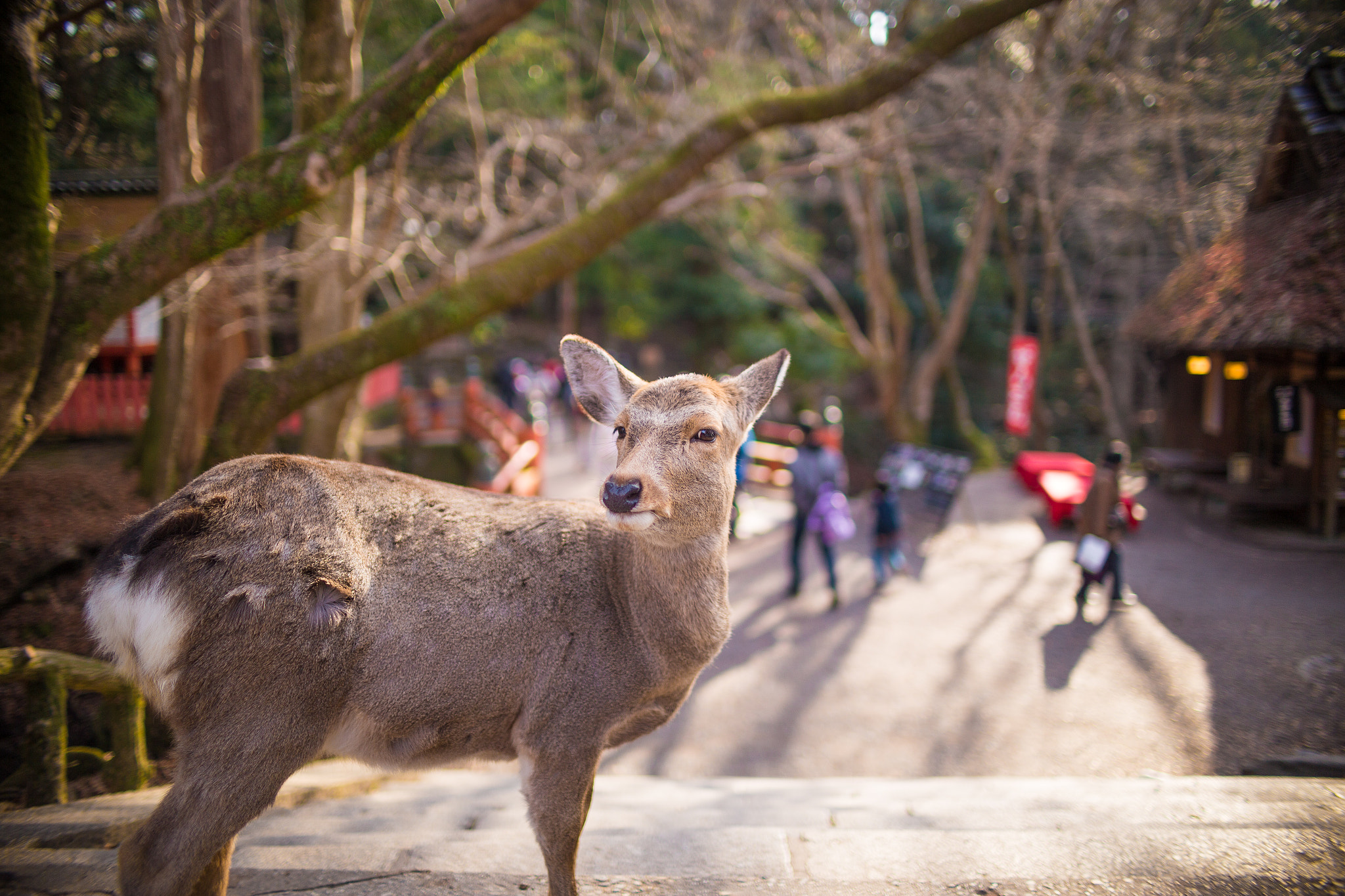 Sigma 30mm F1.4 EX DC HSM sample photo. Nara photography