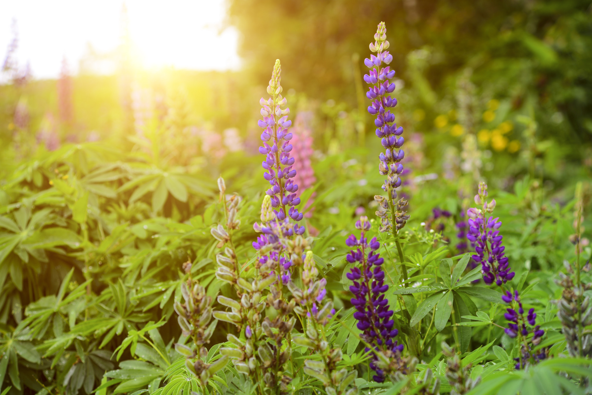 Nikon D810 + AF Zoom-Nikkor 70-210mm f/4 sample photo. Flower and sunshine photography