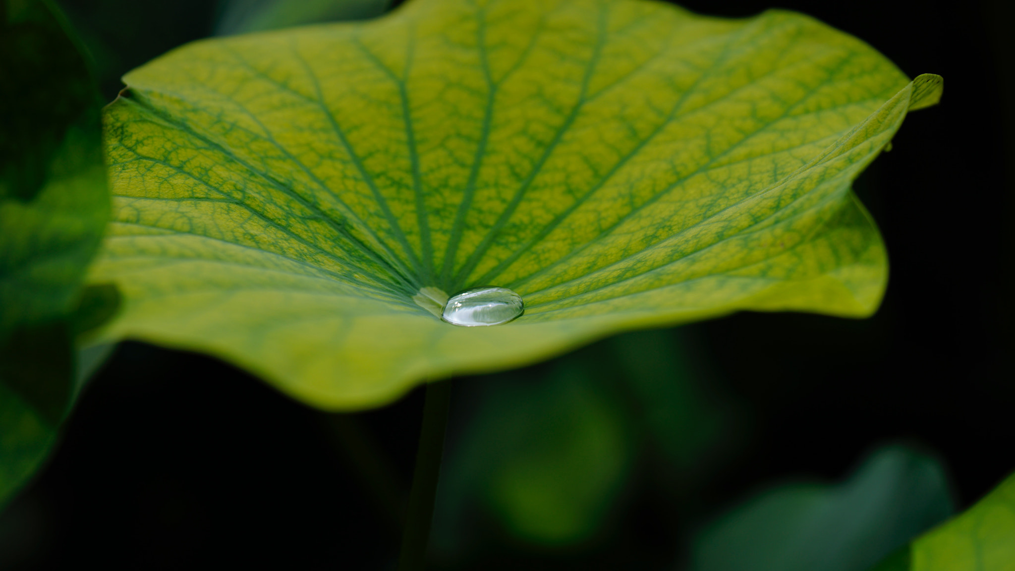 Sony a7 II + Sony FE 90mm F2.8 Macro G OSS sample photo. 玉潤珠圓 photography