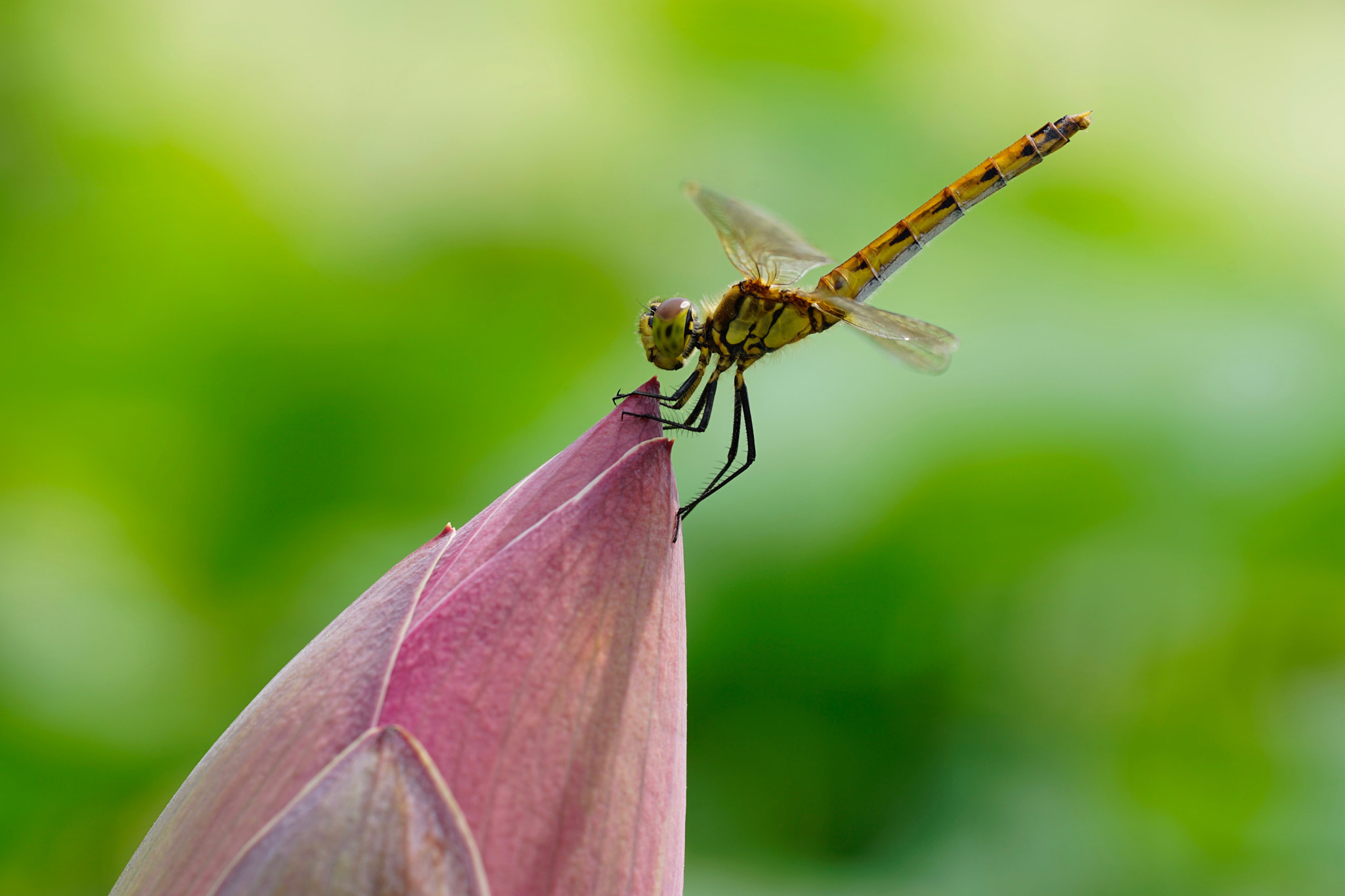 Sony a7 II + Sony FE 90mm F2.8 Macro G OSS sample photo. 尖尖角 photography
