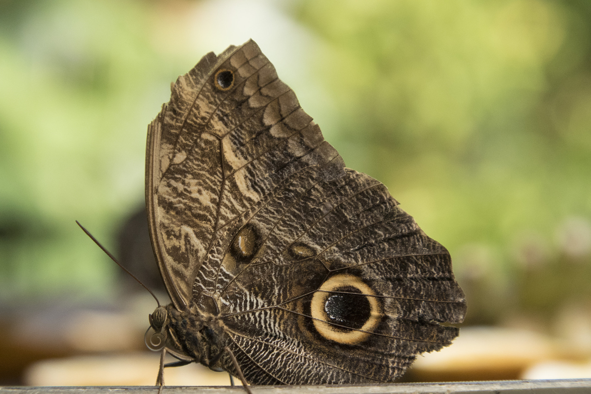 Panasonic Lumix DMC-GH4 + Canon EF 24-105mm F4L IS USM sample photo. Giant owl butterfly photography