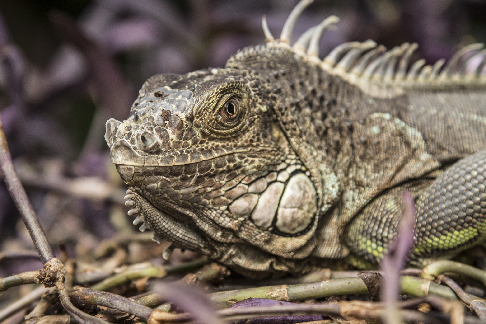 Panasonic Lumix DMC-GH4 + Canon EF 24-105mm F4L IS USM sample photo. Iguana photography