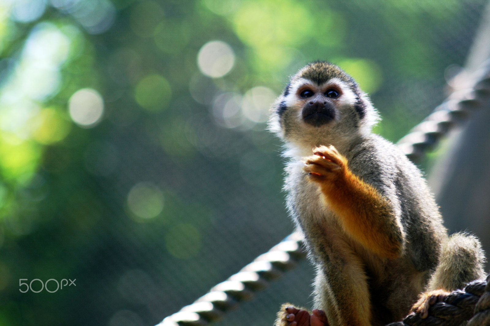 Canon EF 75-300mm f/4-5.6 USM sample photo. Baby monkey photography