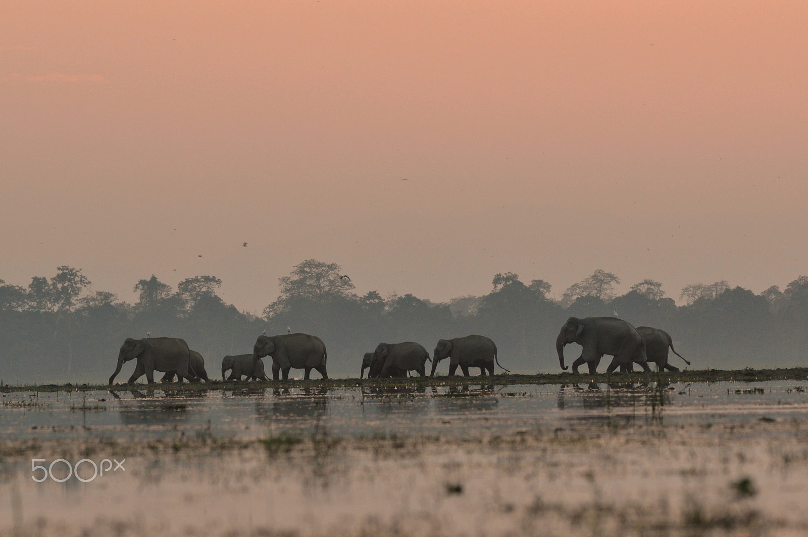 Sigma 150-500mm F5-6.3 DG OS HSM sample photo. Sunset at kaziranga photography