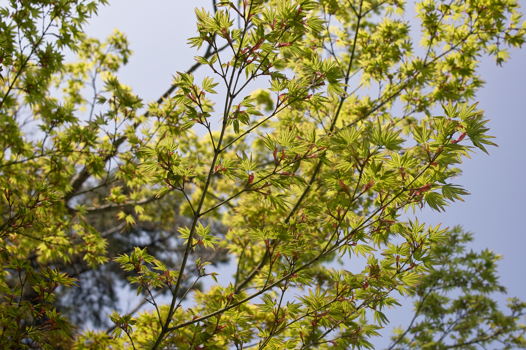 Sigma DP2x sample photo. Blue maple and fine weather　青もみじと空 photography