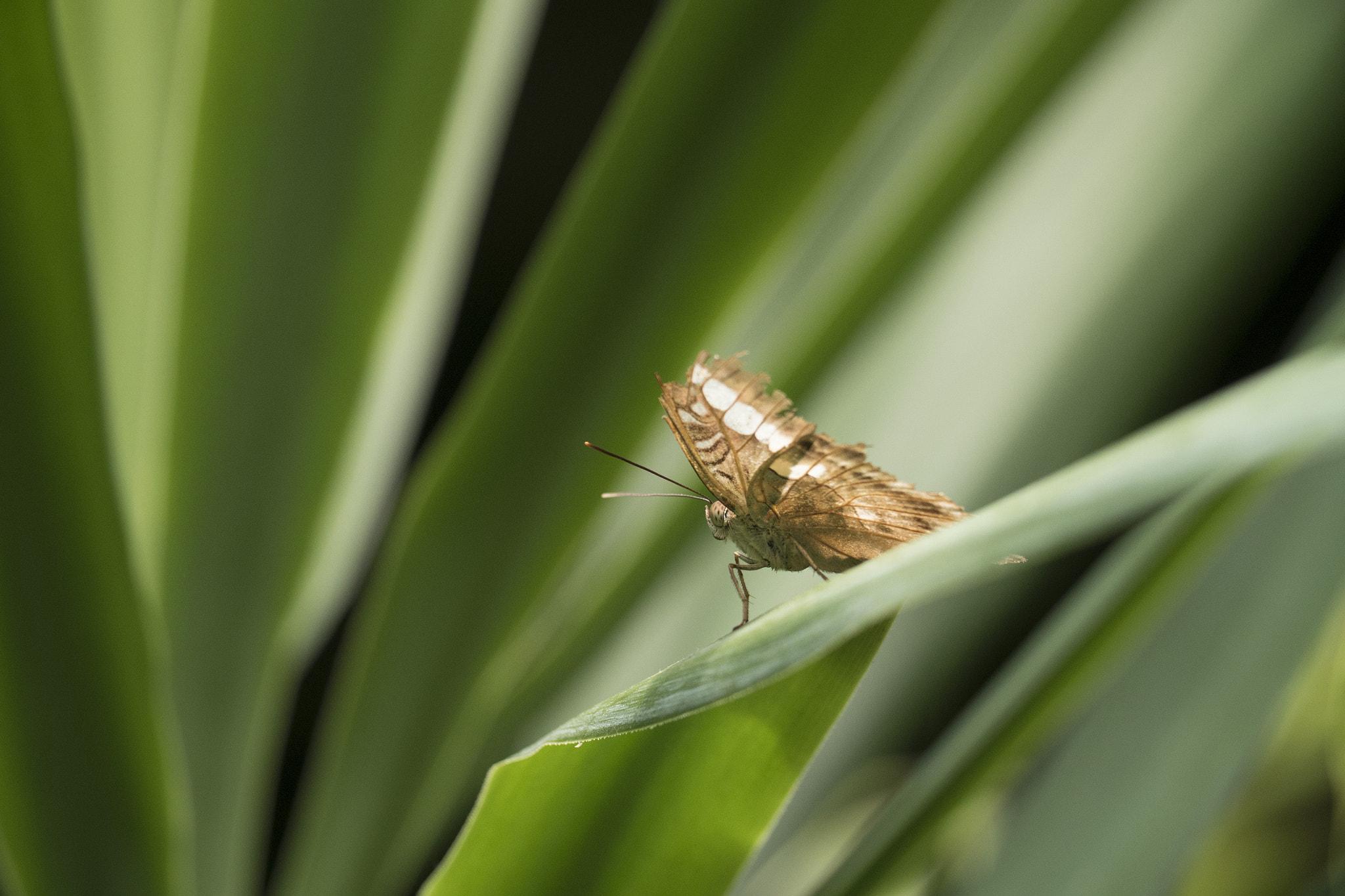 Panasonic Lumix DMC-GH4 sample photo. Small butterfly photography