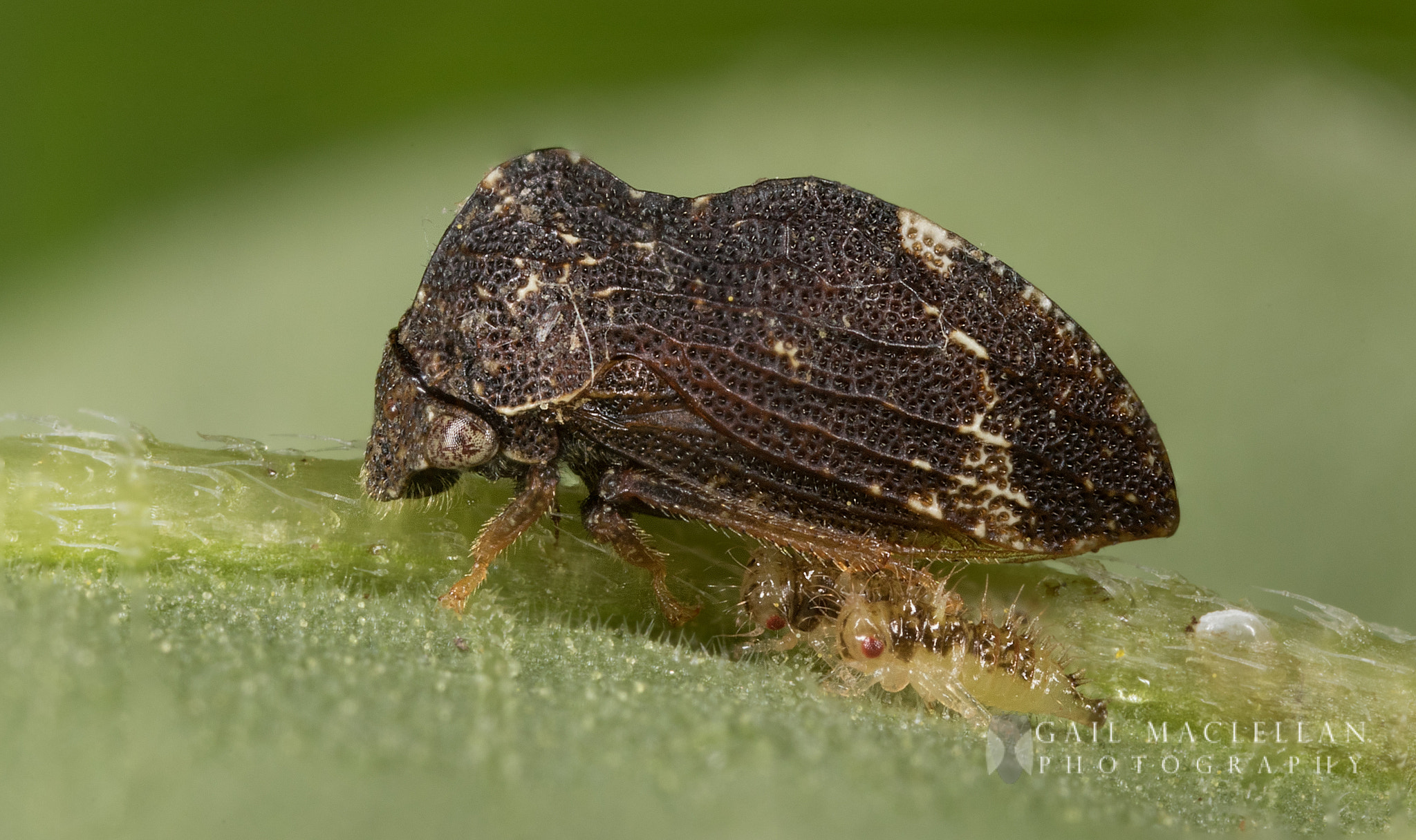 Canon MP-E 65mm F2.5 1-5x Macro Photo sample photo. Treehoppers (membracidae) & nymphs photography