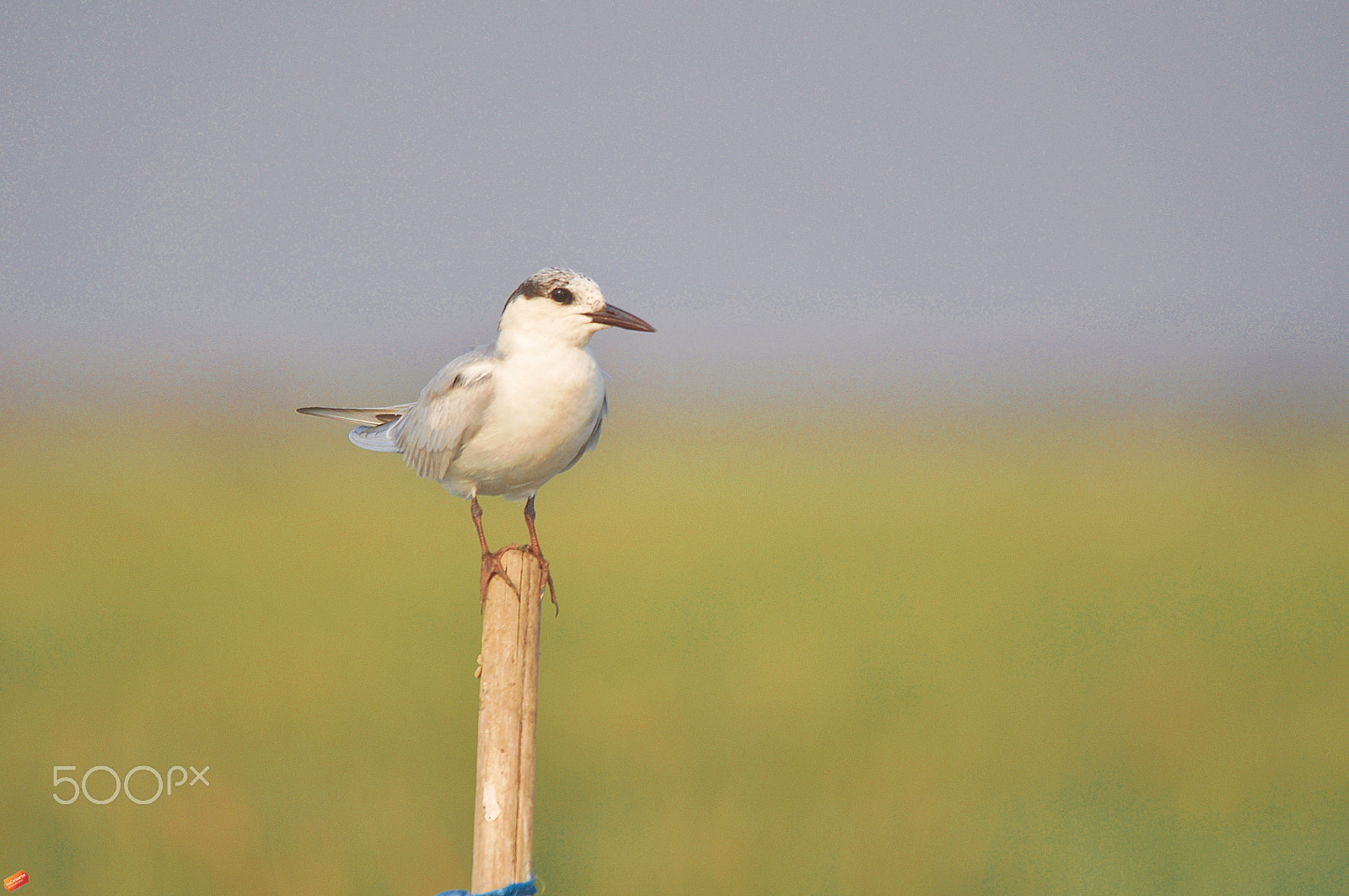 Sigma 150-500mm F5-6.3 DG OS HSM sample photo. Whiskered tern photography