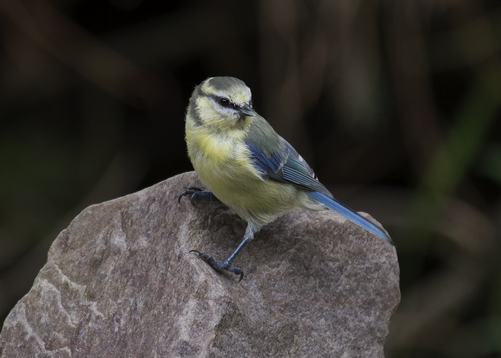 Canon EF 100-400mm F4.5-5.6L IS USM sample photo. Bluetit photography