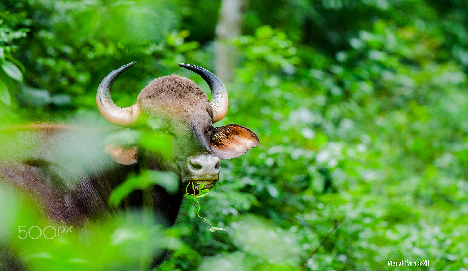 Canon EF 300mm F2.8L IS II USM sample photo. Bison \ indian gaur photography