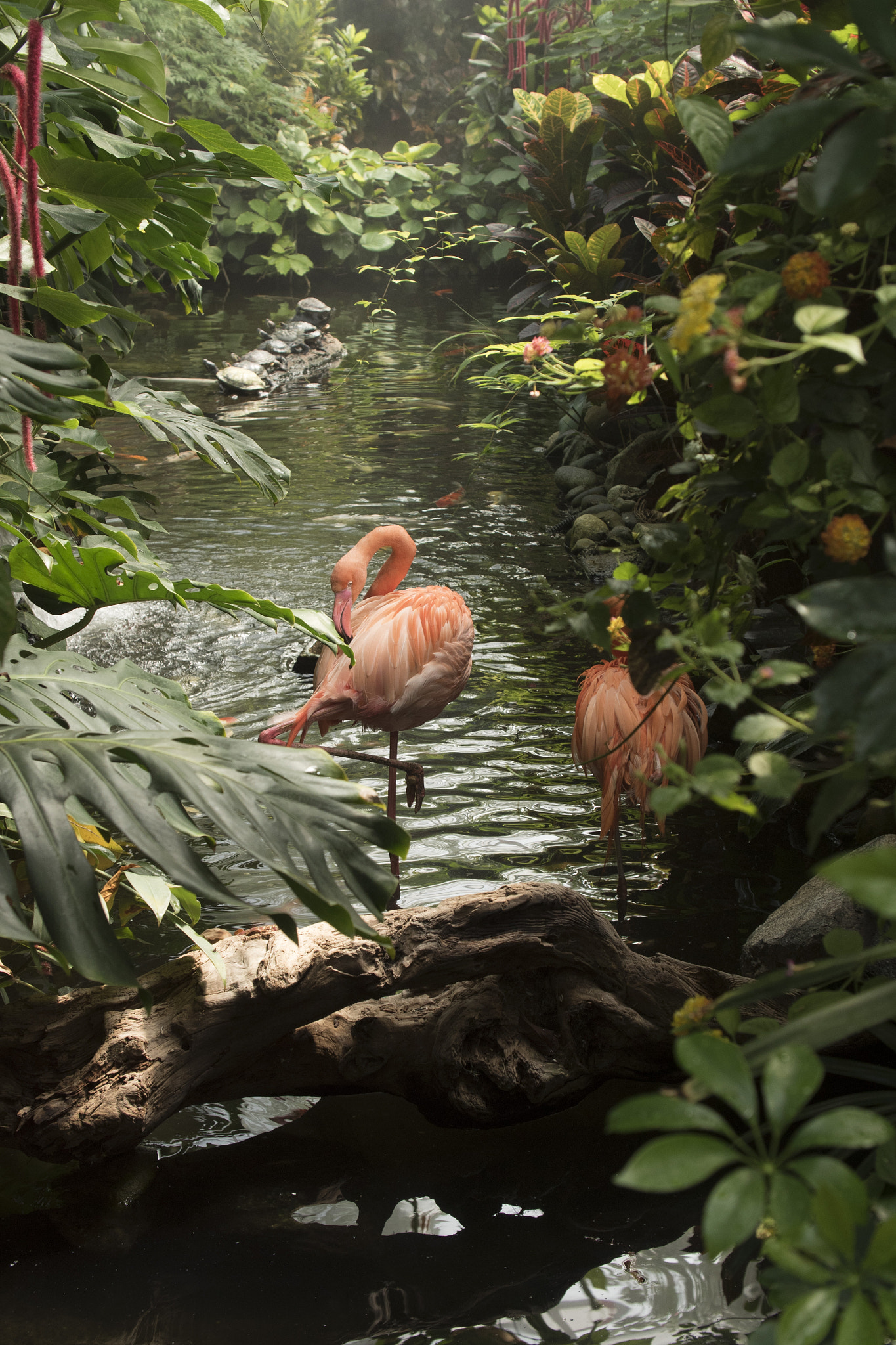 Panasonic Lumix DMC-GH4 + Canon EF 24-105mm F4L IS USM sample photo. Caribbean flamingos photography