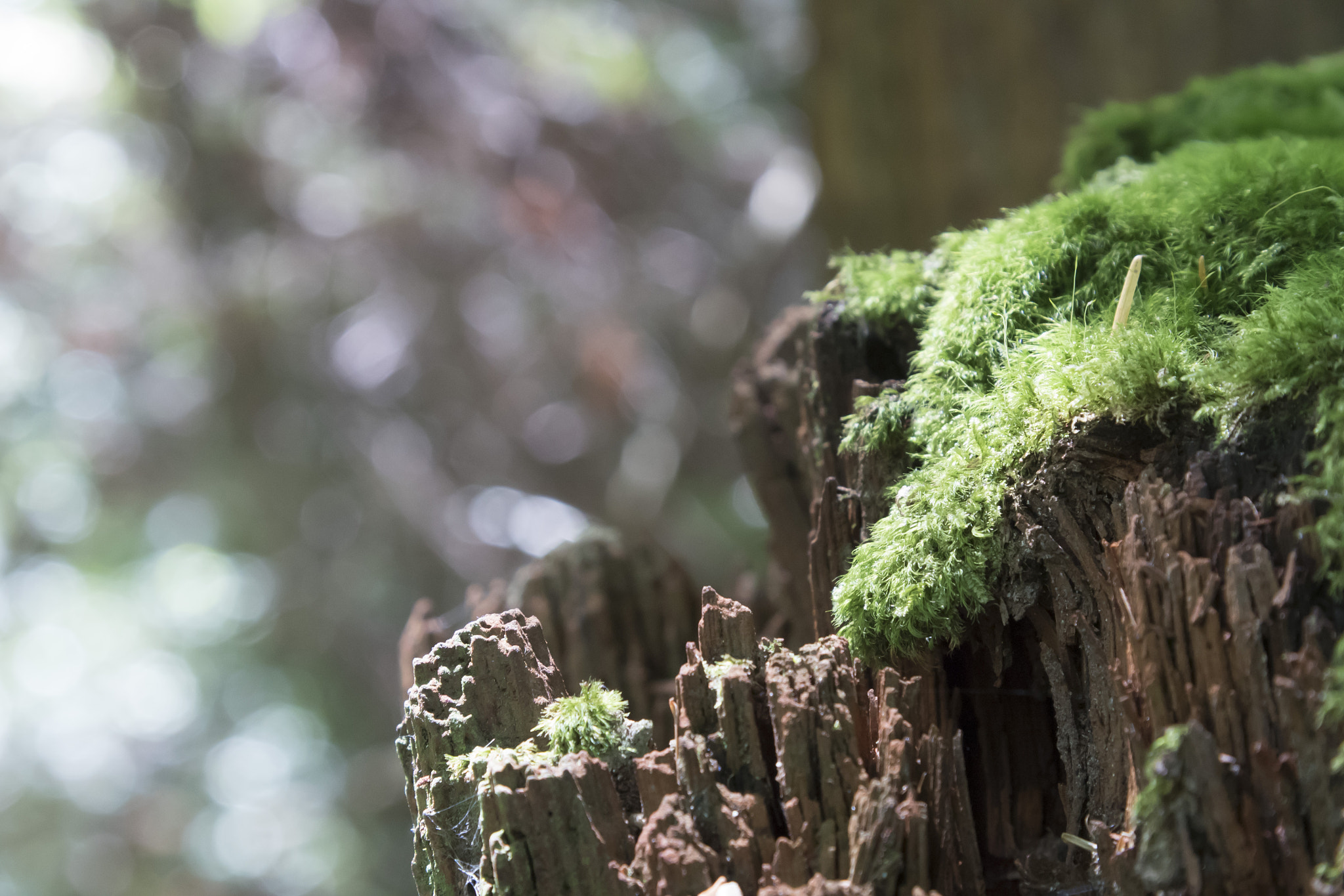 Panasonic Lumix DMC-GH4 + Canon EF 24-105mm F4L IS USM sample photo. Moss in the woods photography
