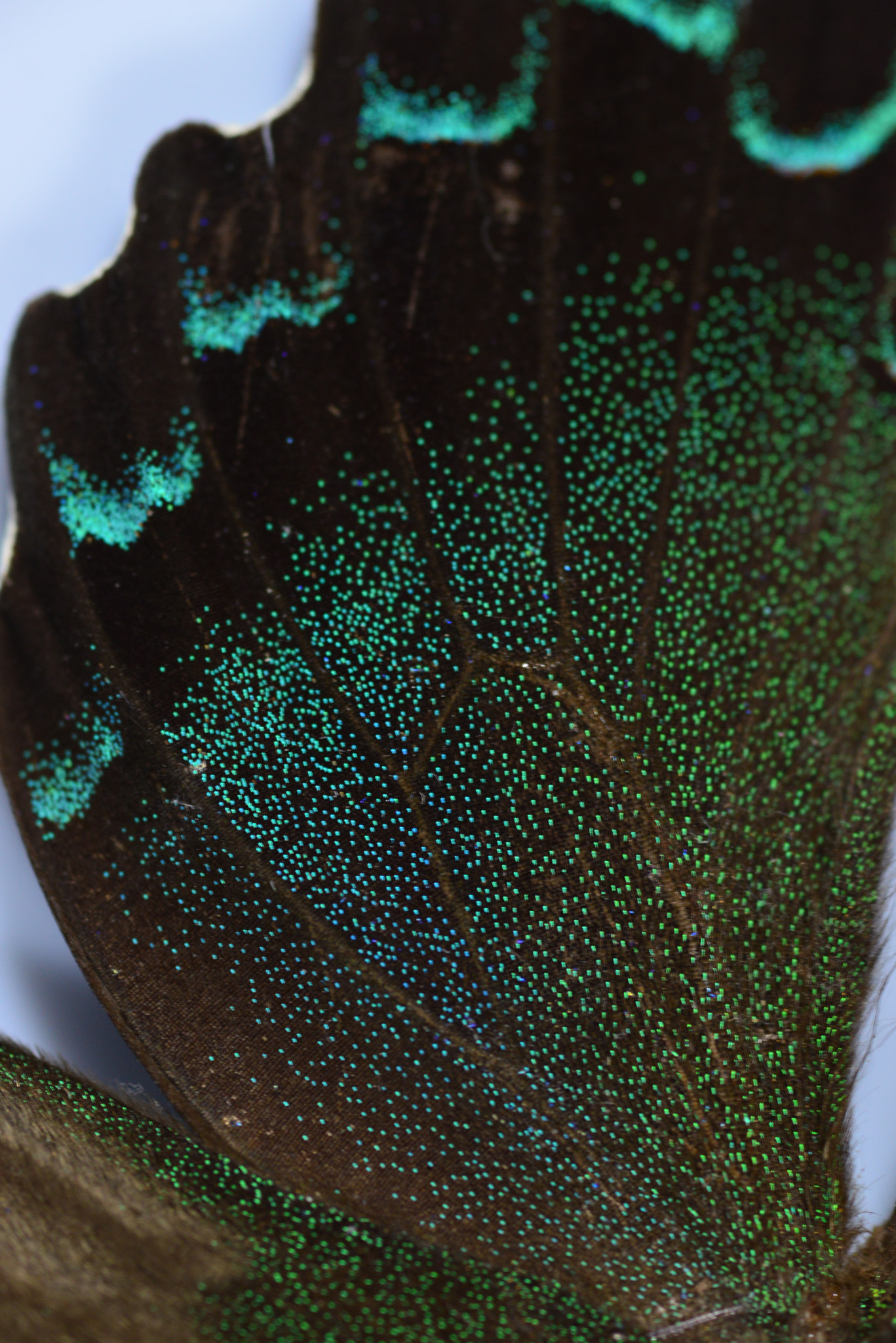 Nikon D800 + Sigma 105mm F2.8 EX DG Macro sample photo. Butterfly wing patterns photography