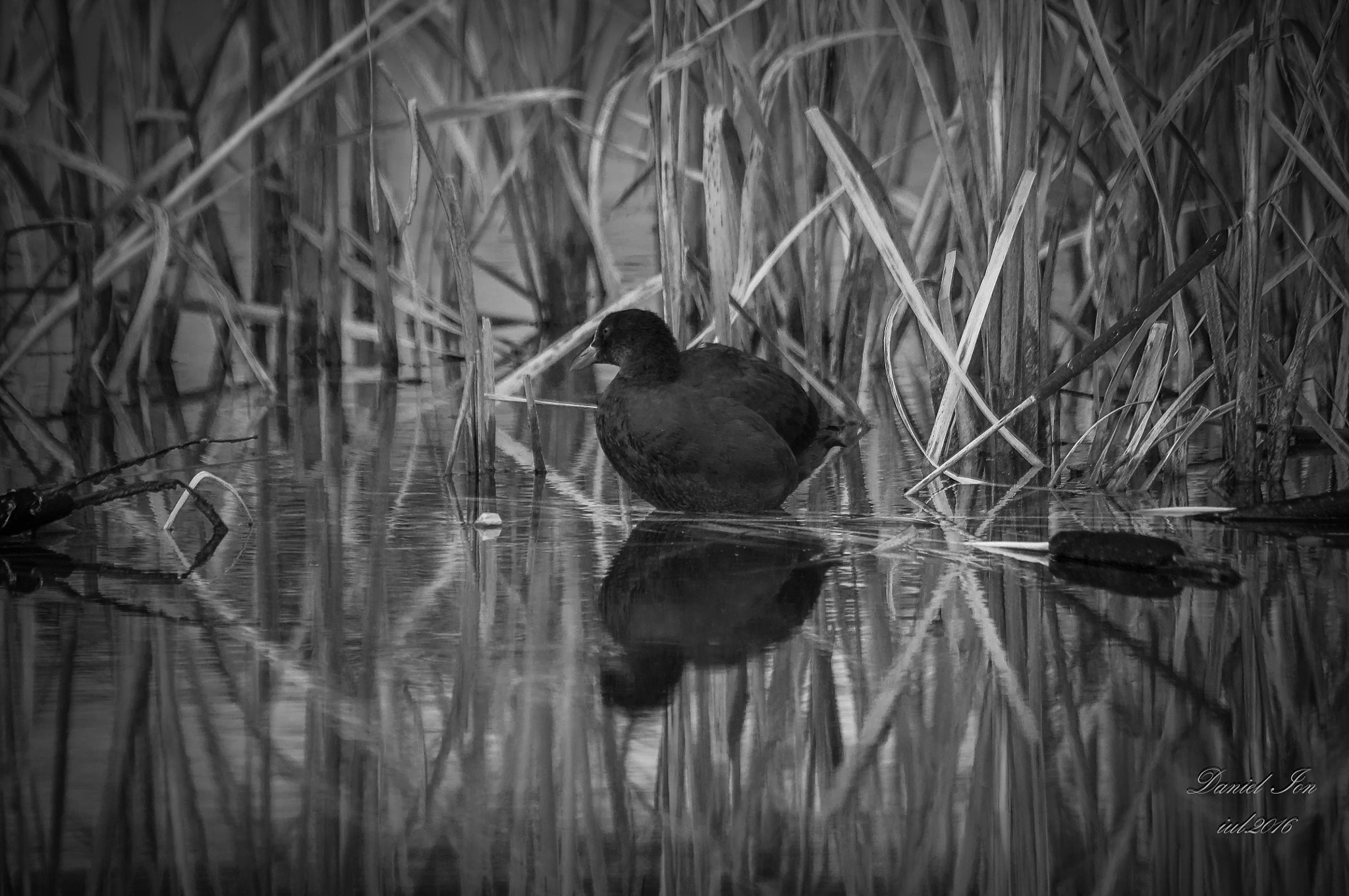 smc PENTAX-FA 80-320mm F4.5-5.6 sample photo. Fulica atra photography