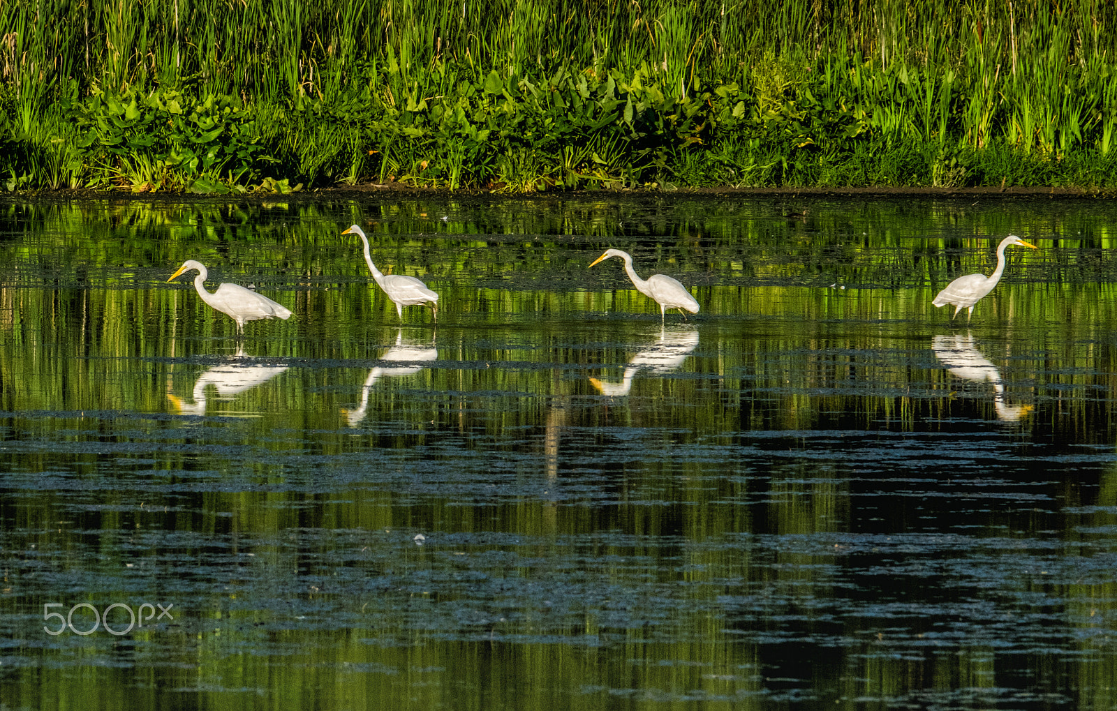 Fujifilm XF 100-400mm F4.5-5.6 R LM OIS WR sample photo. Quartet of egrets photography