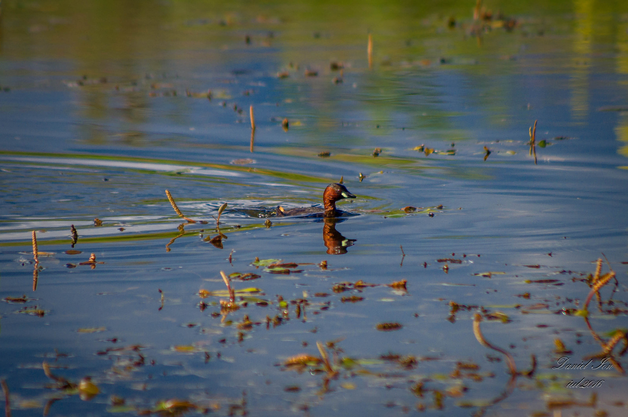 smc PENTAX-FA 80-320mm F4.5-5.6 sample photo. Tachybaptus ruficollis photography