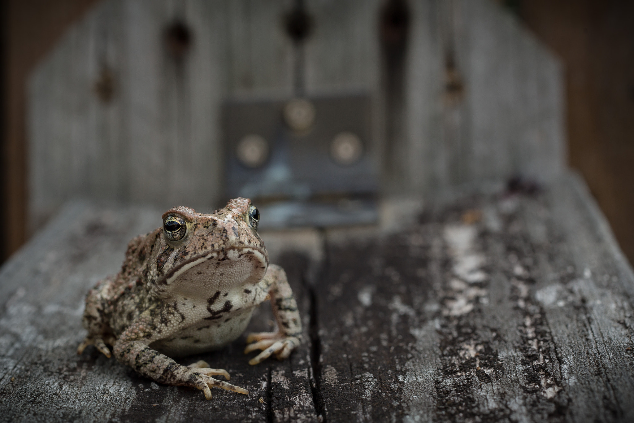 ZEISS Makro-Planar T* 50mm F2 sample photo. Toad photography