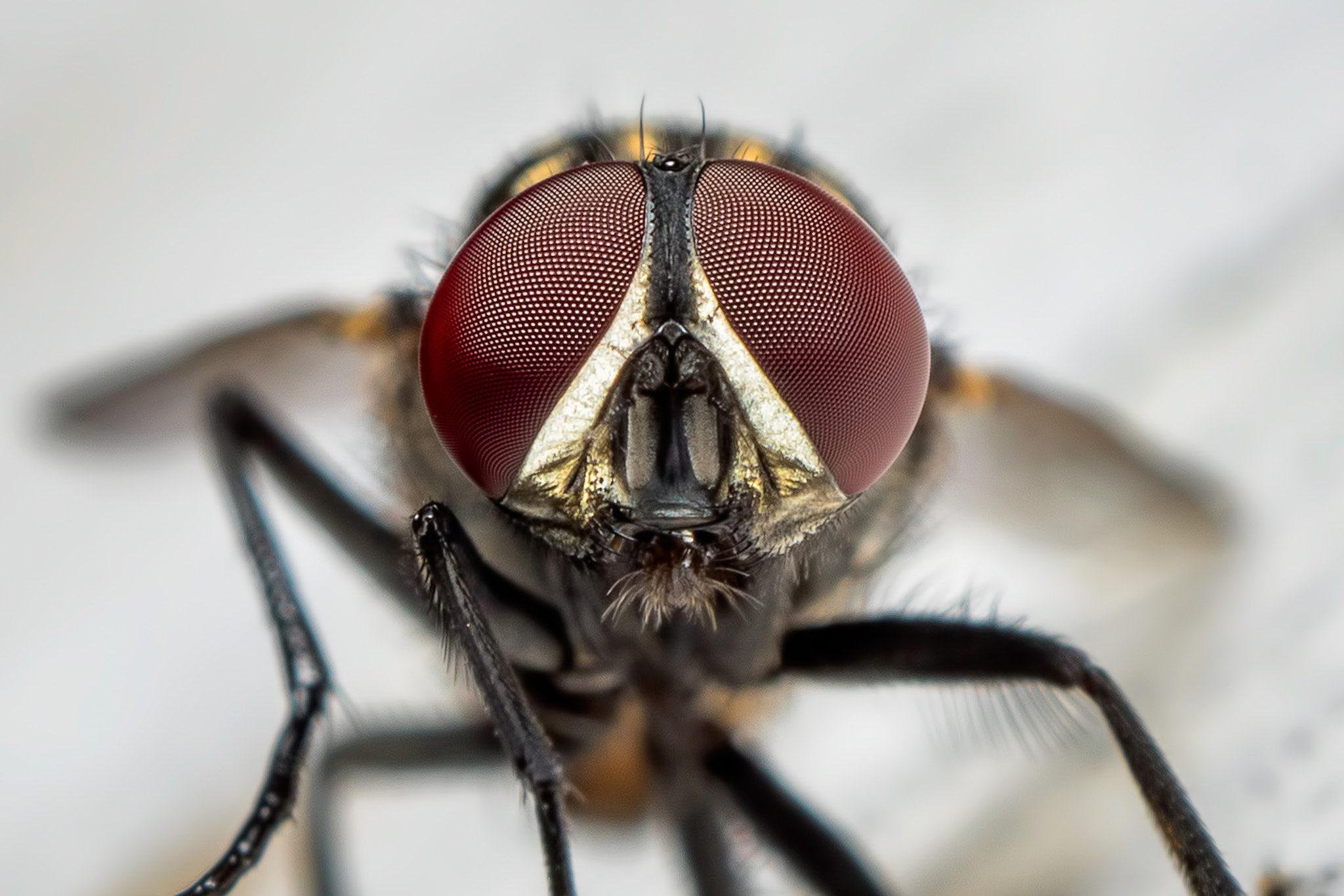 Panasonic Leica DG Macro-Elmarit 45mm F2.8 ASPH OIS sample photo. Big eye photography