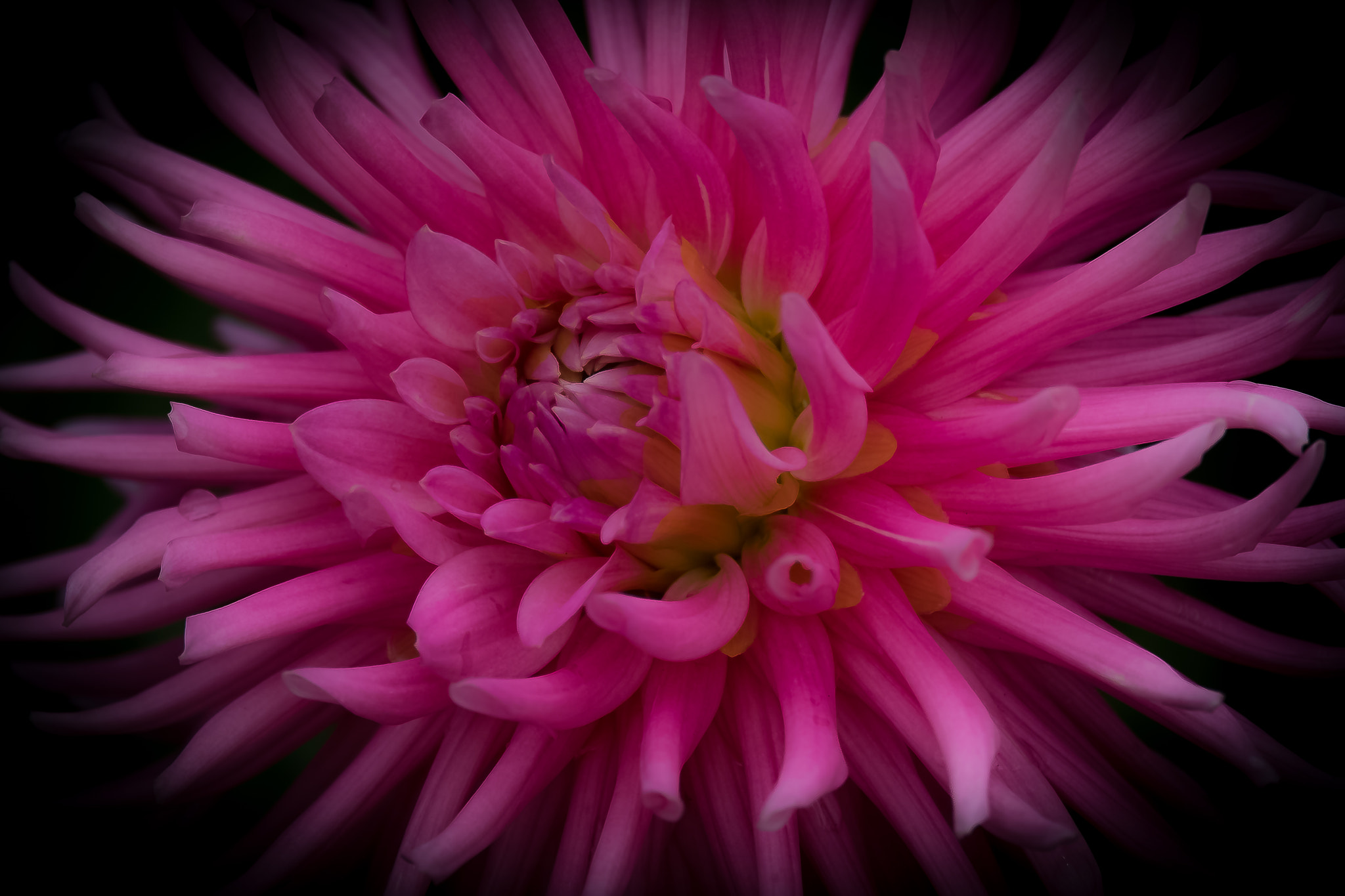 Fujifilm XF 55-200mm F3.5-4.8 R LM OIS sample photo. Fleurs photography