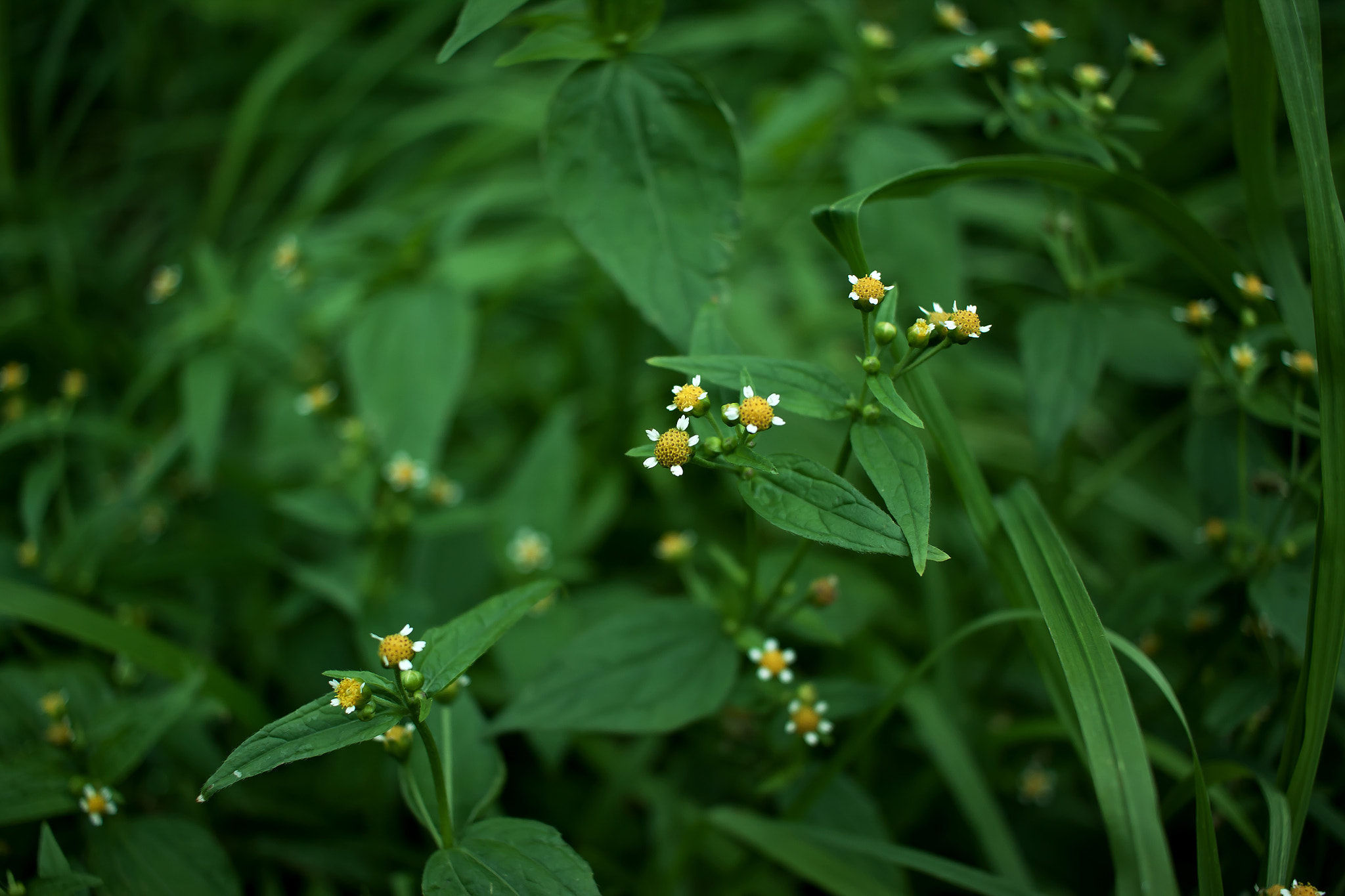 Canon EF-S 24mm F2.8 STM sample photo. Weed photography