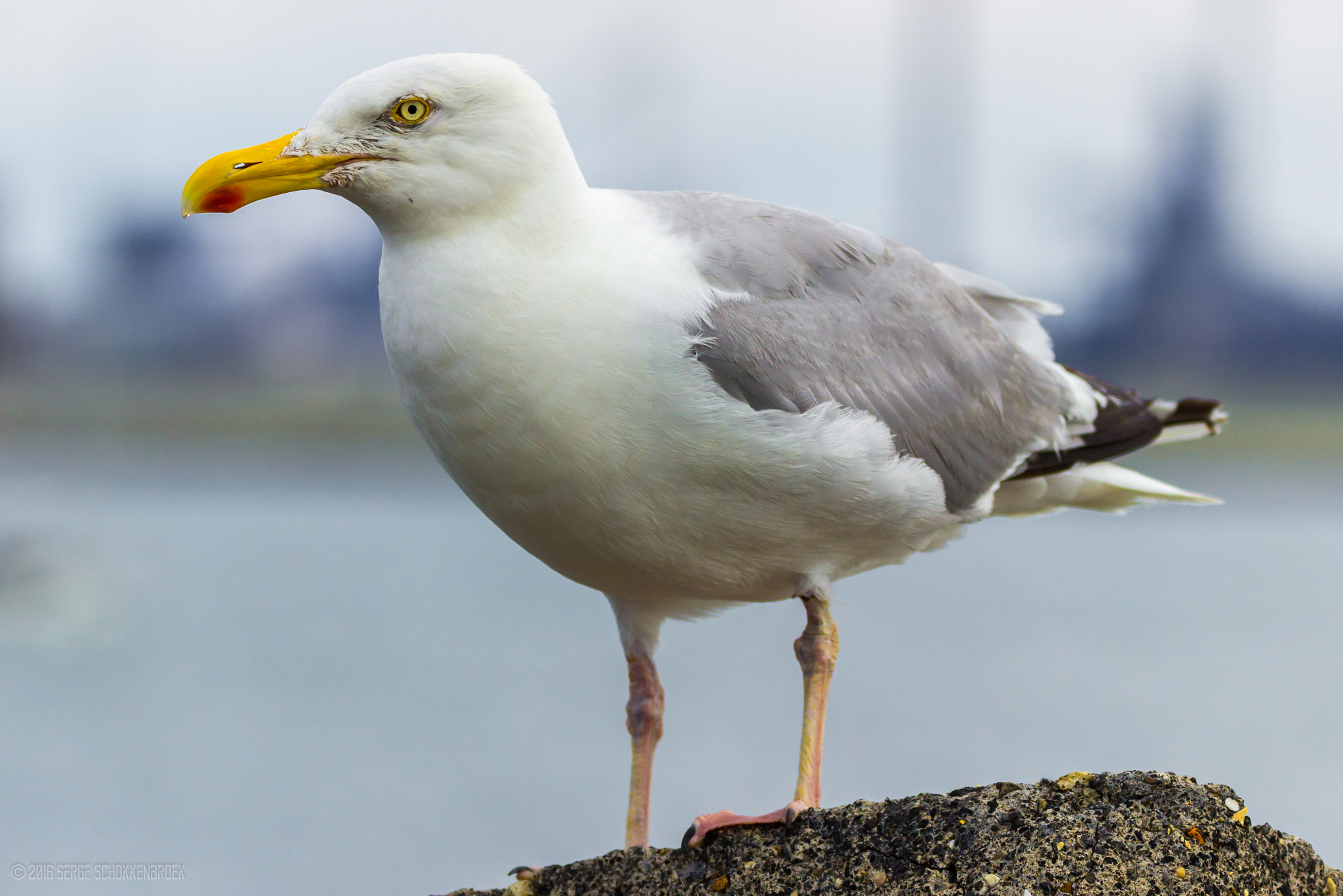 150-600mm F5-6.3 DG OS HSM | Contemporary 015 sample photo. European herring gull photography
