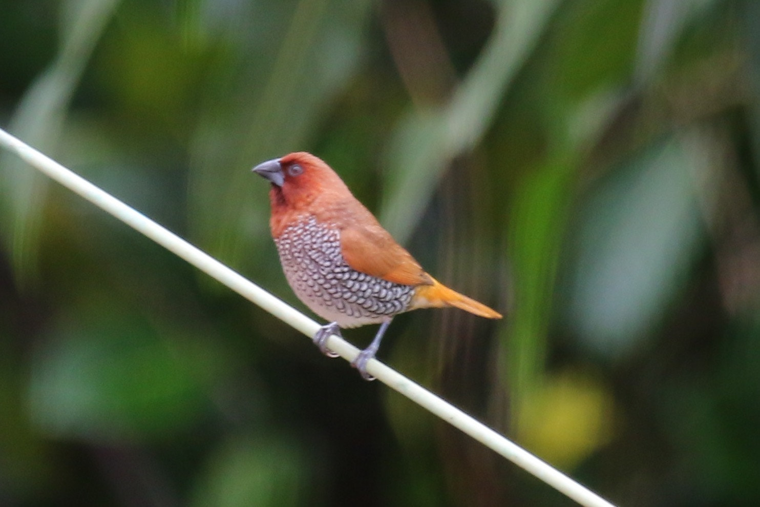 Canon EF 100-400mm F4.5-5.6L IS USM sample photo