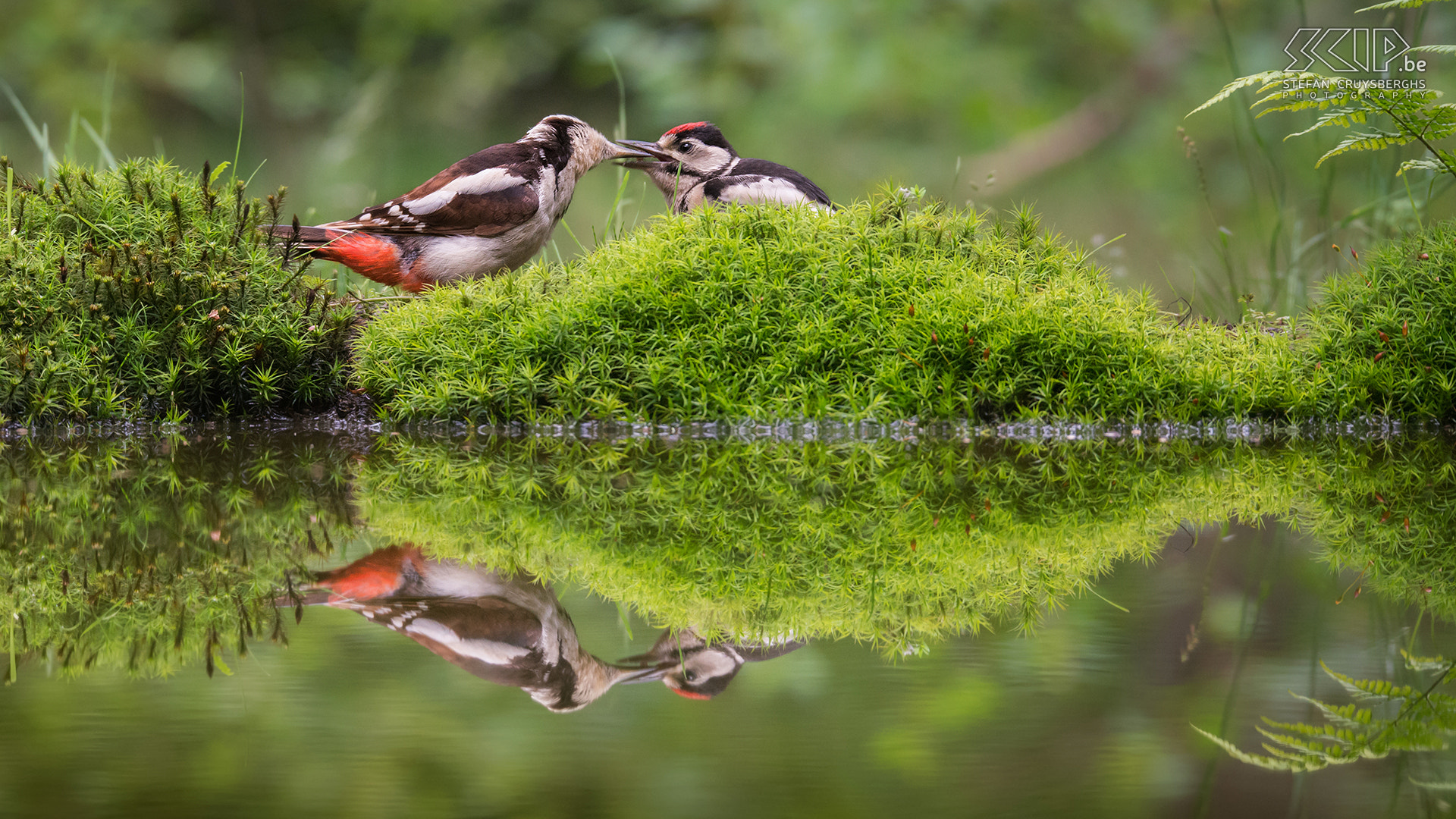 Sigma 150-600mm F5-6.3 DG OS HSM | S sample photo. Great spotted woodpeckers photography