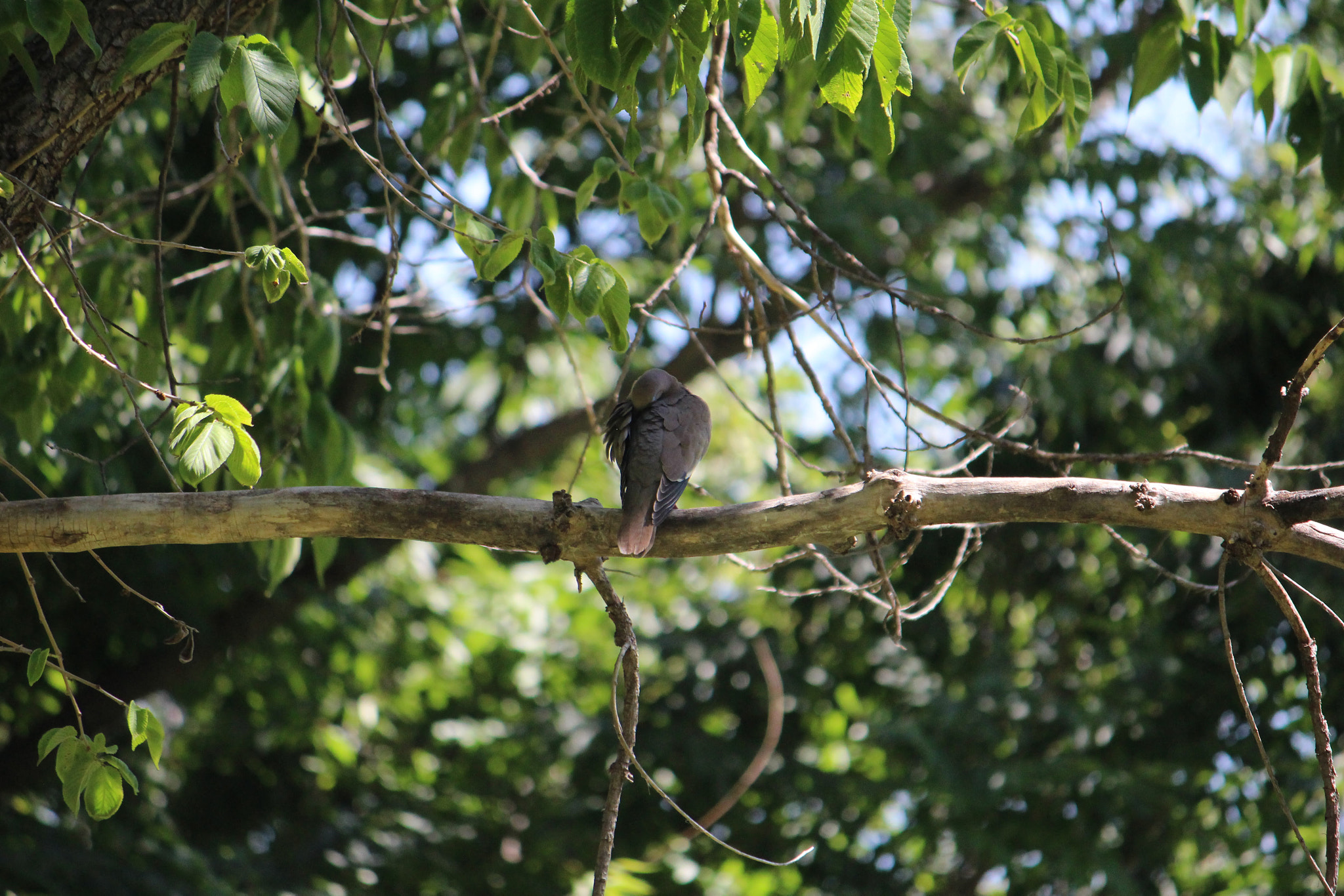 Canon EOS 100D (EOS Rebel SL1 / EOS Kiss X7) sample photo. Pigeon photography