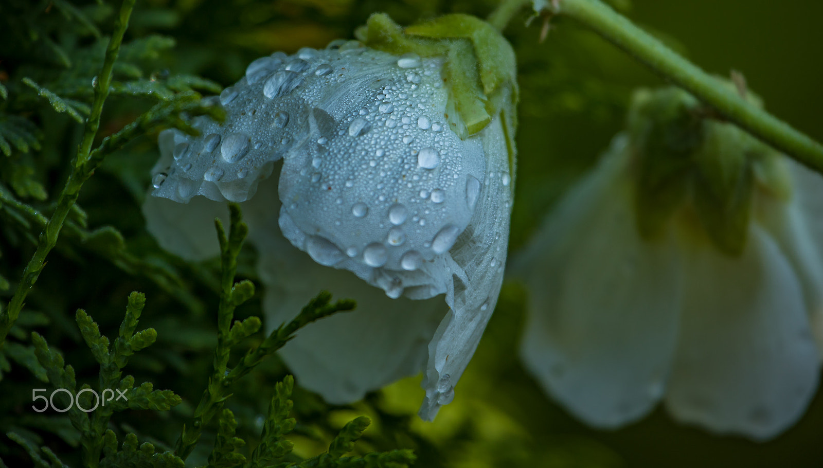 Canon EF 100-400mm F4.5-5.6L IS USM sample photo. Raindrop photography