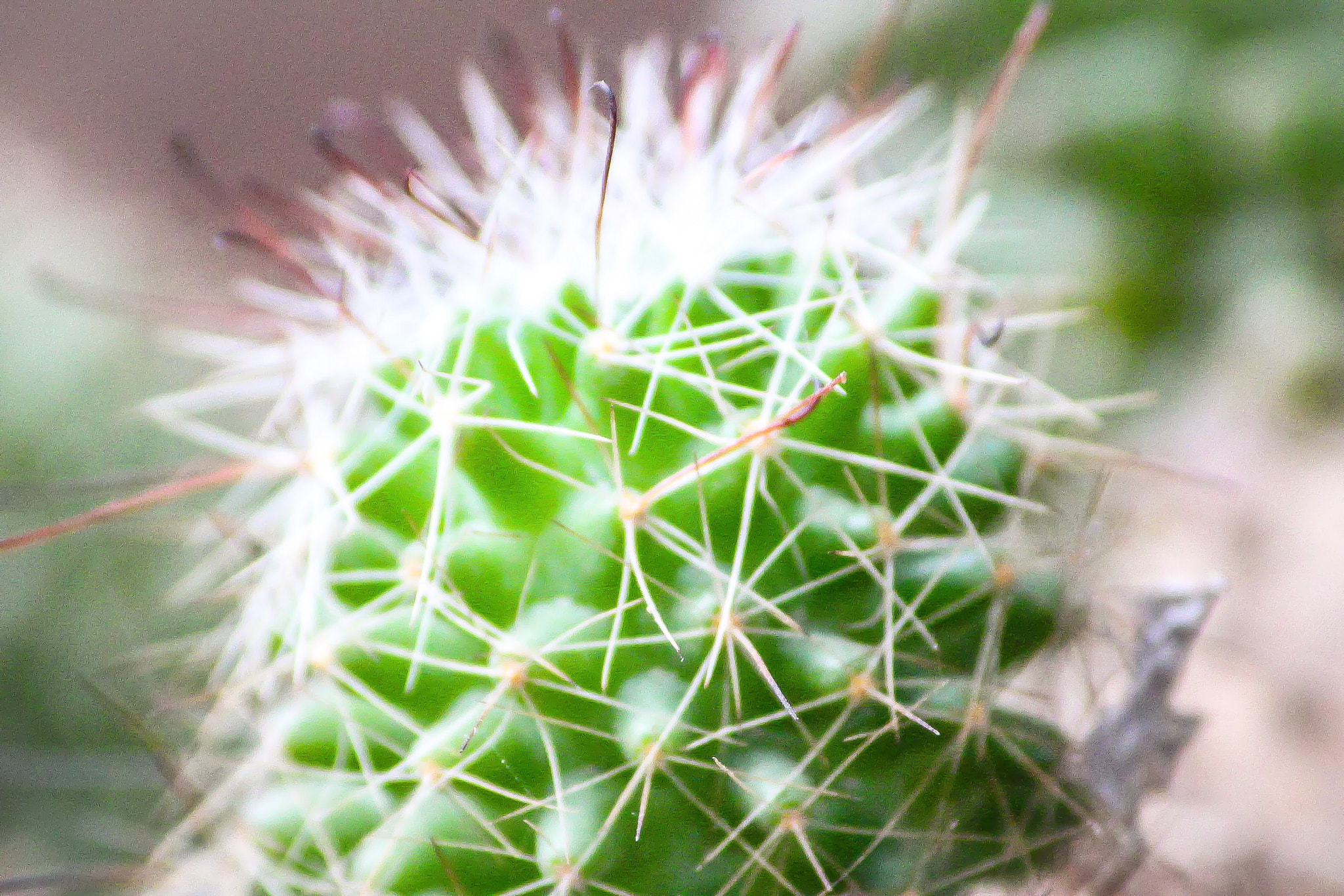 Canon EF-S 55-250mm F4-5.6 IS II sample photo. Amazing! photography