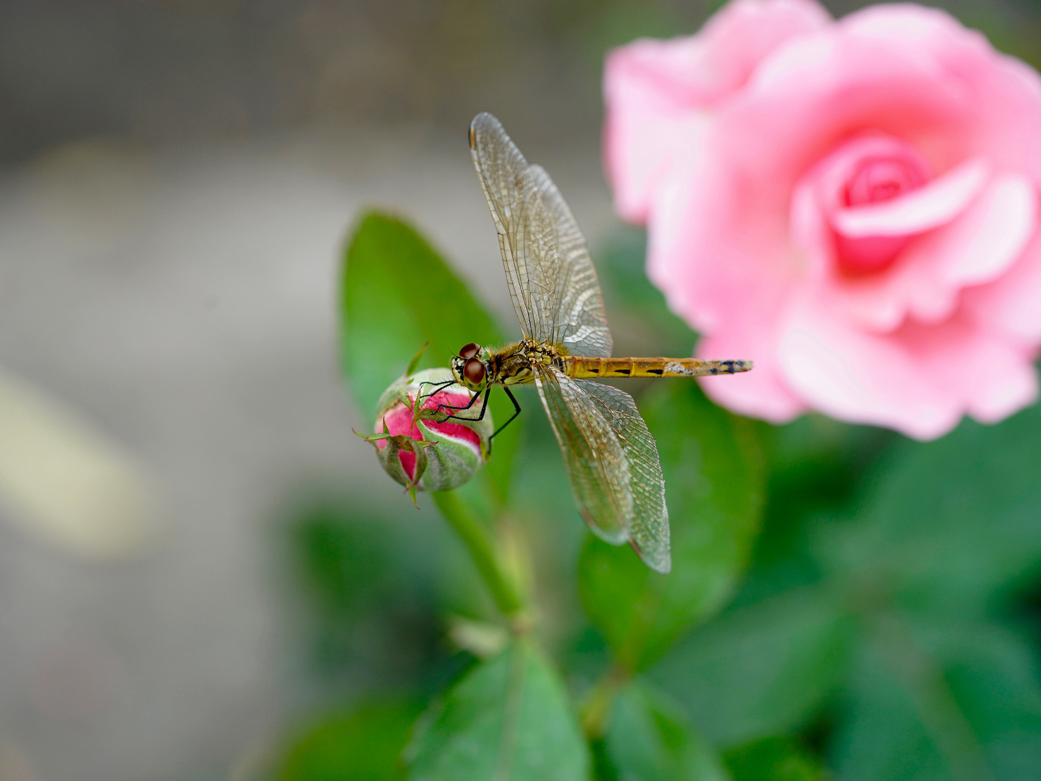 Sony a7 II + Sony FE 90mm F2.8 Macro G OSS sample photo. 瑰映差翅 photography