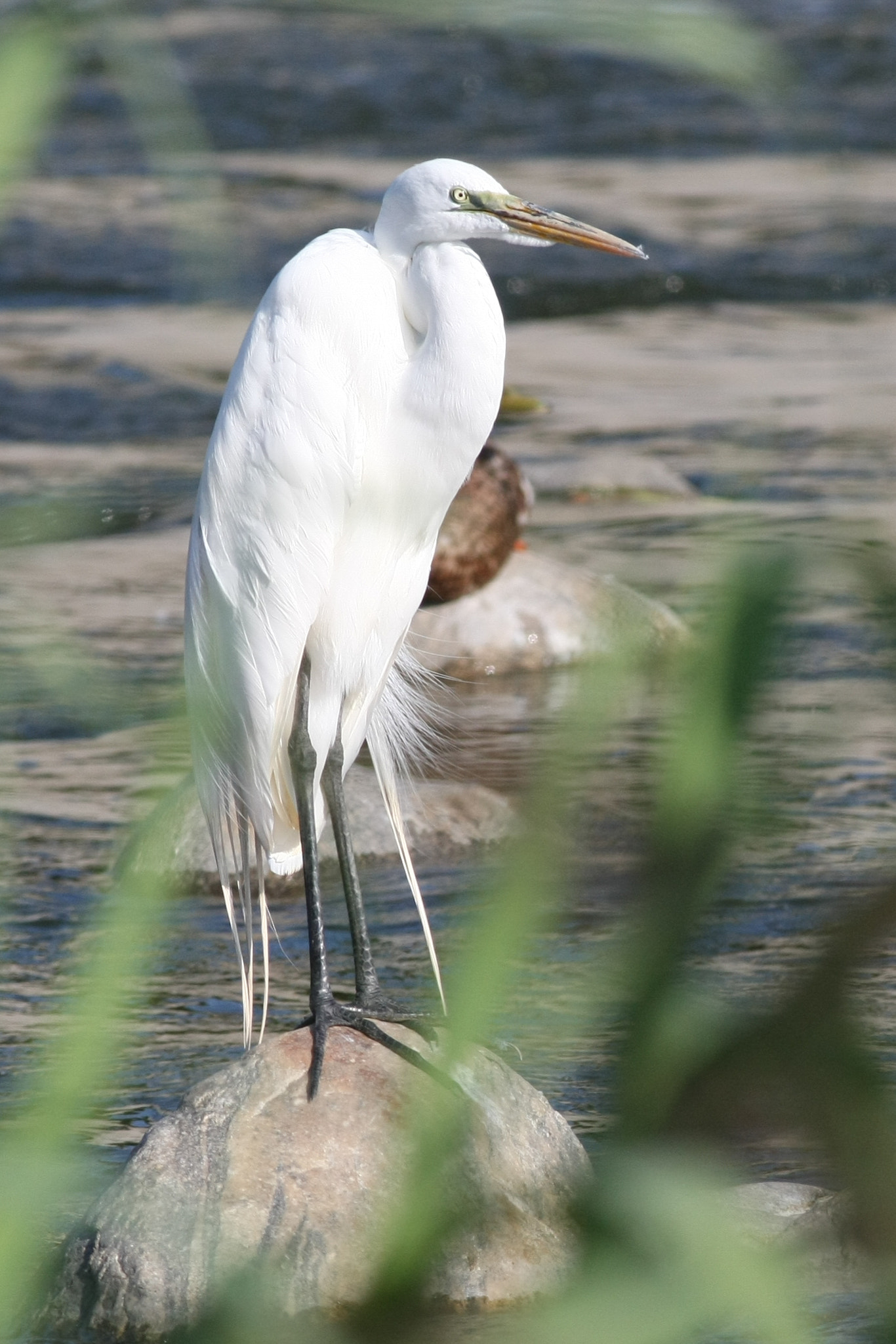 Canon EOS-1D Mark III + Canon EF 400mm F5.6L USM sample photo. Great egret photography