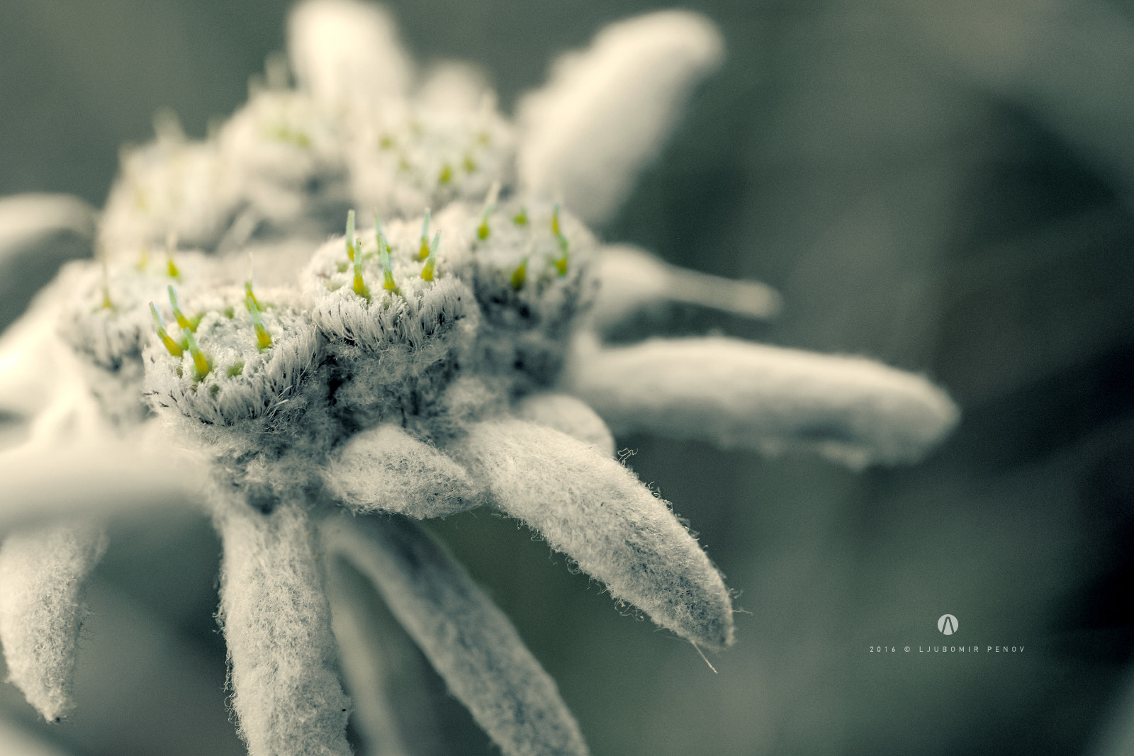 ZEISS Touit 50mm F2.8 sample photo. Edelweiss 4 photography