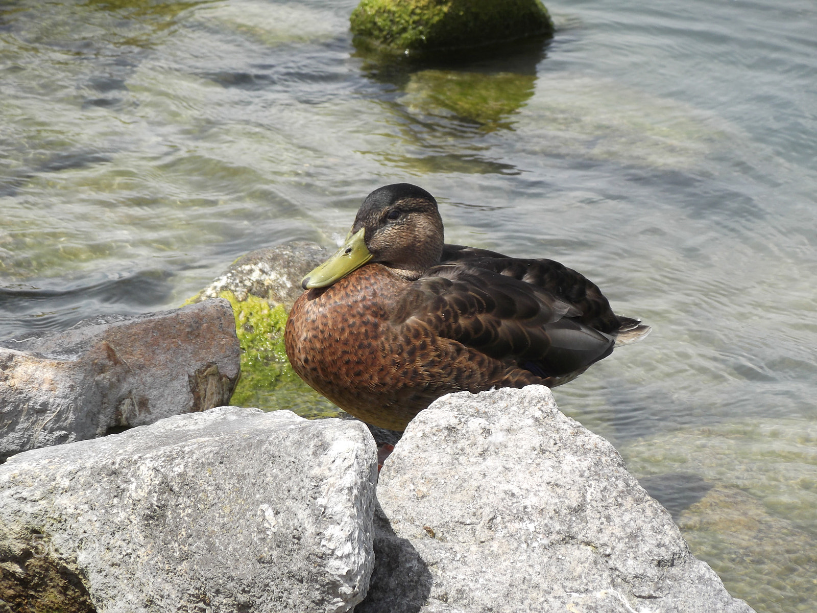 Fujifilm FinePix T310 sample photo. Resting ducks photography