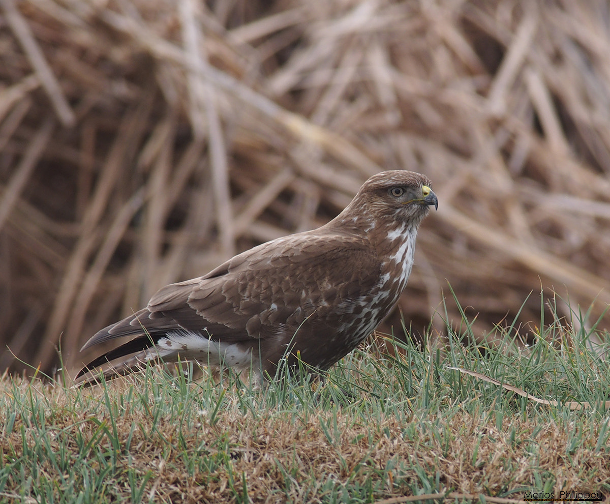 Olympus OM-D E-M5 + OLYMPUS 300mm Lens sample photo. Marsh harrier photography